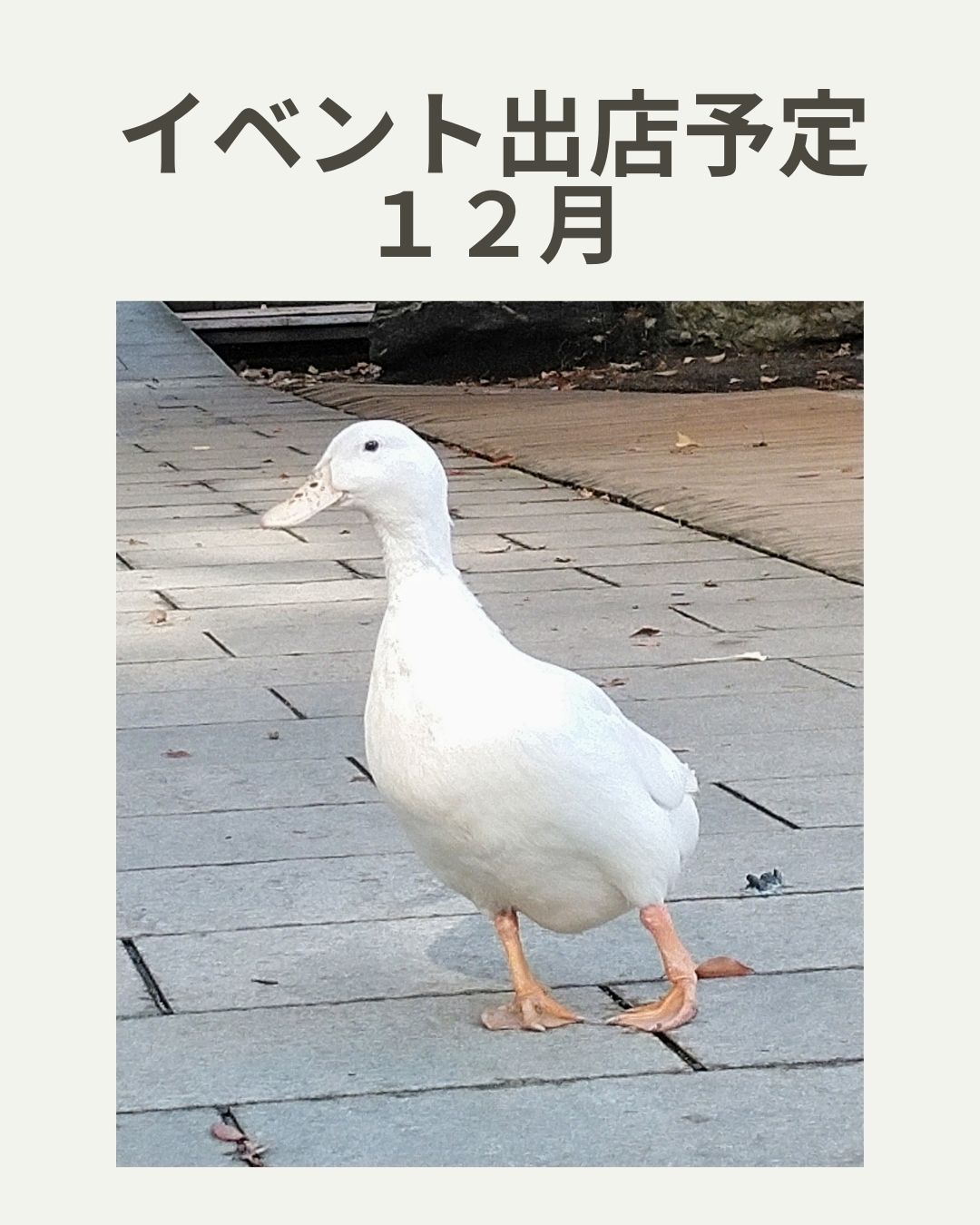 ２０２５．１２．４  へちま便り 【イベント出店のお知らせ～１２月～】