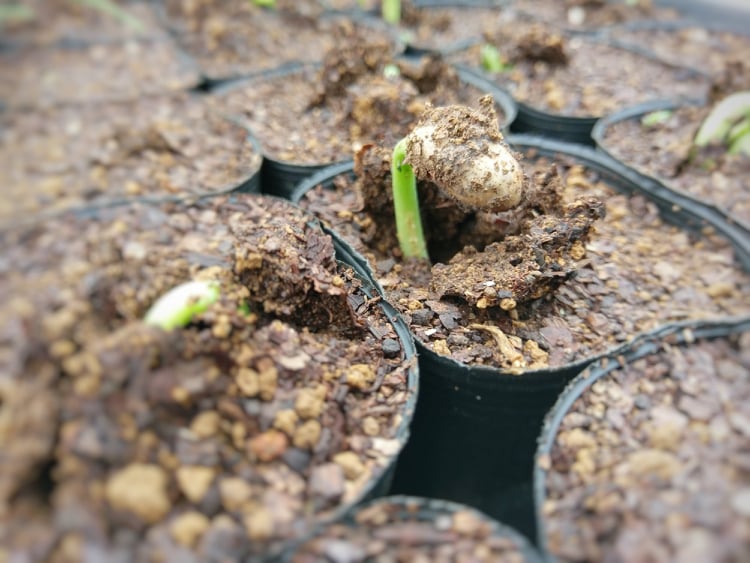 ２０２６．１．７  へちま便り 【へち活再開のお知らせ】