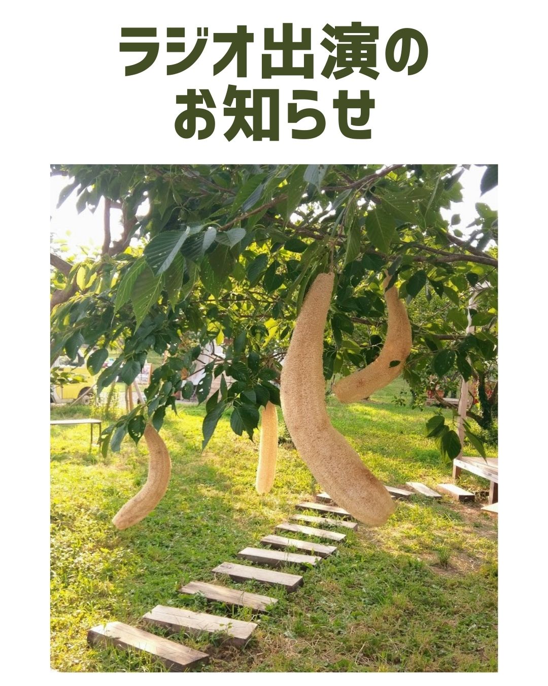 ２０２５．９．８     へちま便り  【ラジオ出演のお知らせ】
