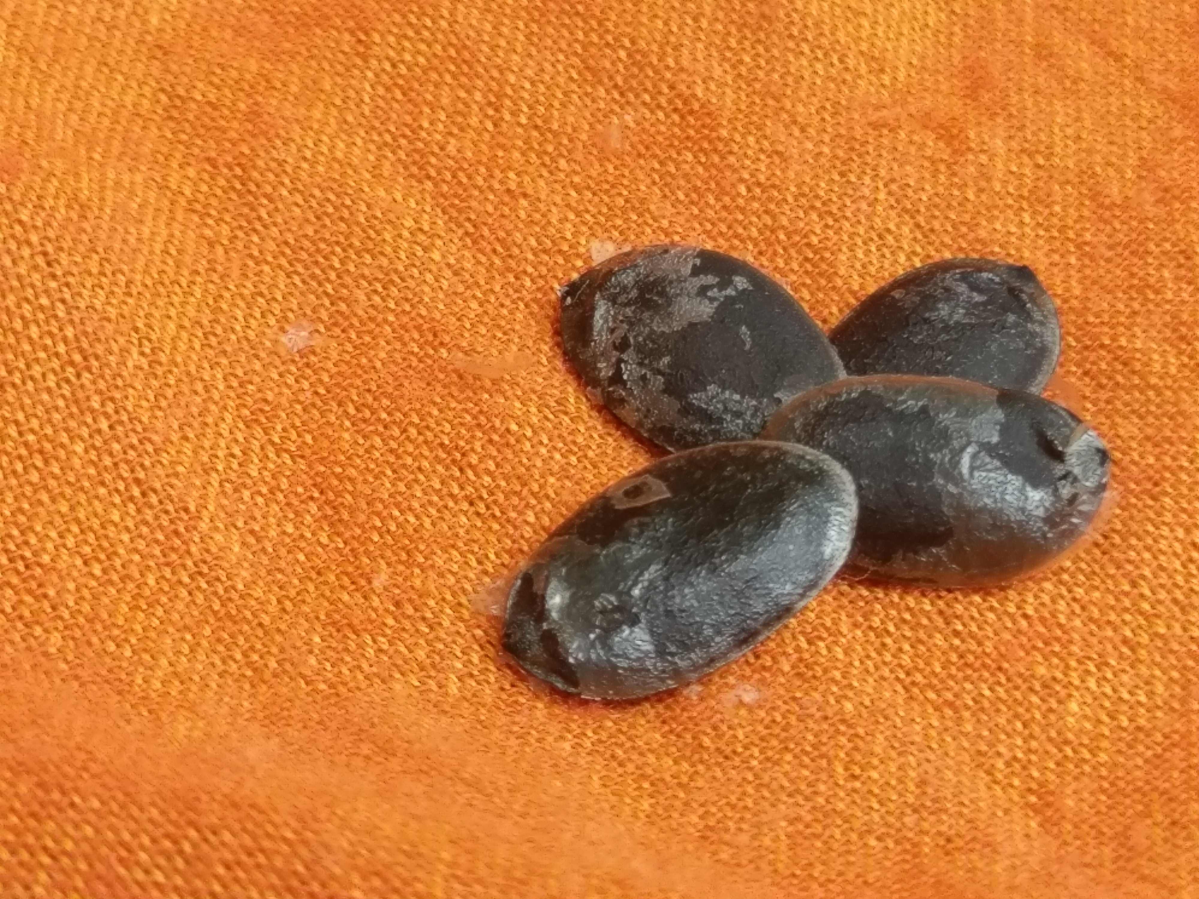 ２０２５．９．１ へちま便り 【へち友（後日談）】