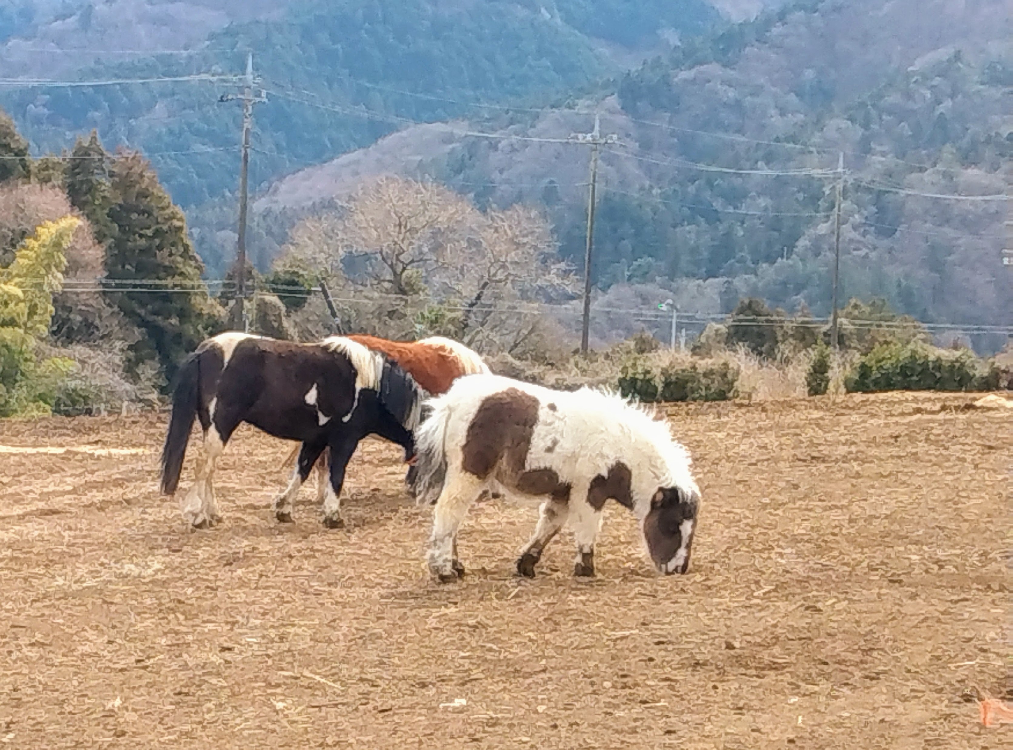 ２０２６．１．１０  へちま便り 【続・今年のメインテーマ】