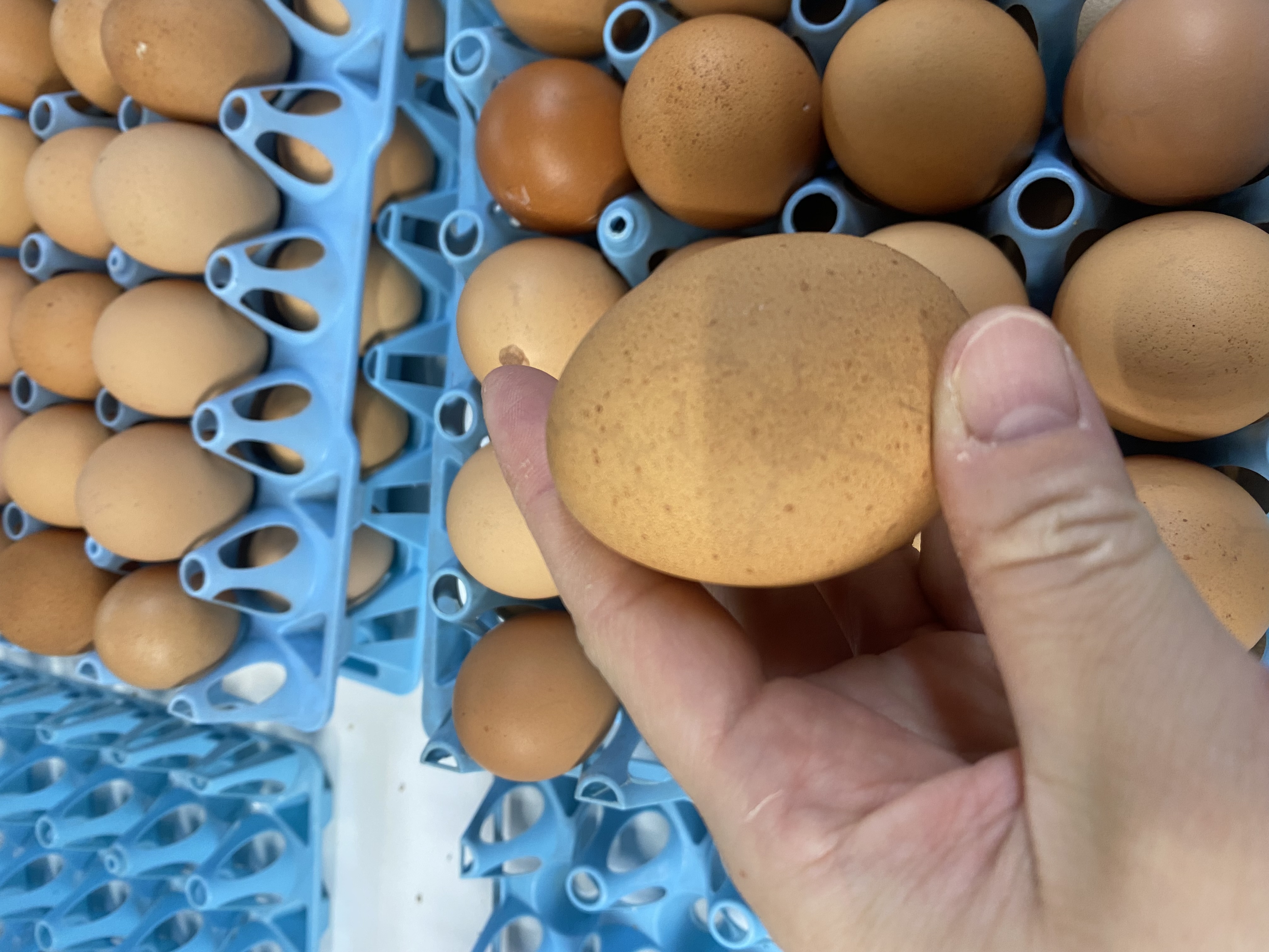 「黄身が盛り上がらない＝古い卵」ではない理由🥚