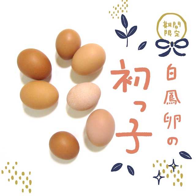 初うみたまごとは？新しい鶏の入雛と、2月初旬から始まる初産み卵のお話