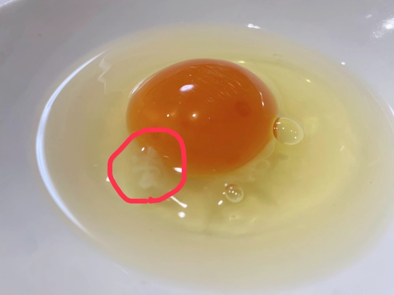 卵の白いヒモ“カラザ”は取らないで!知られざる卵の栄養の秘密!?