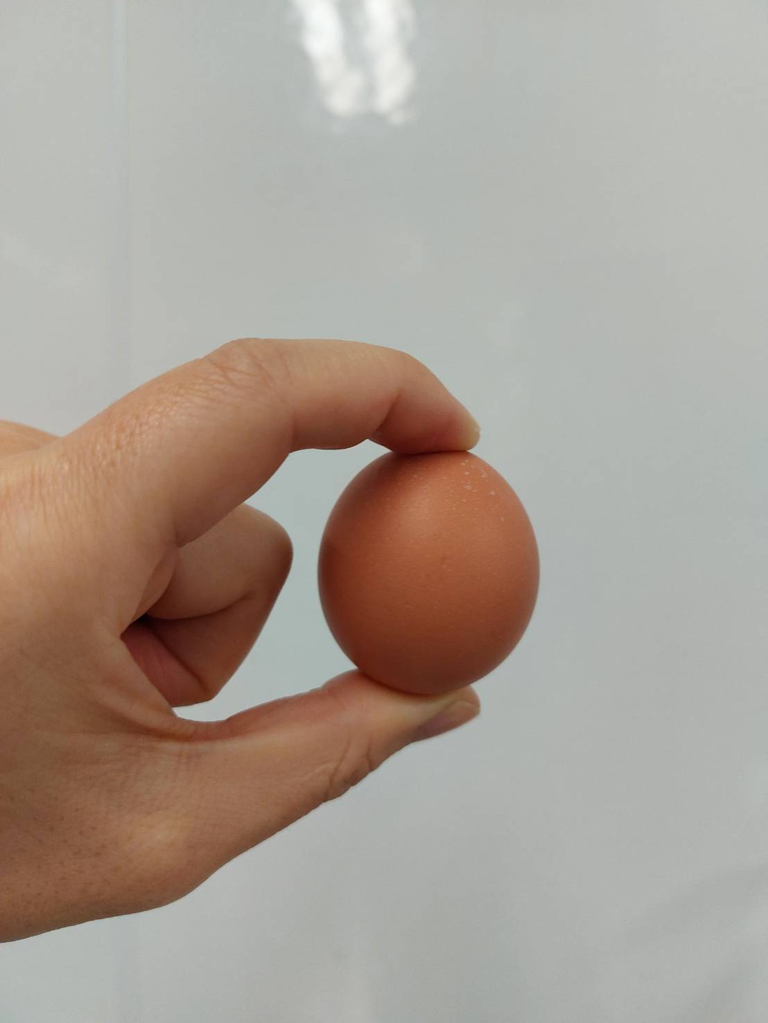 出荷場で無黄卵を発見!黄身がない卵の理由とおいしい食べ方のお話