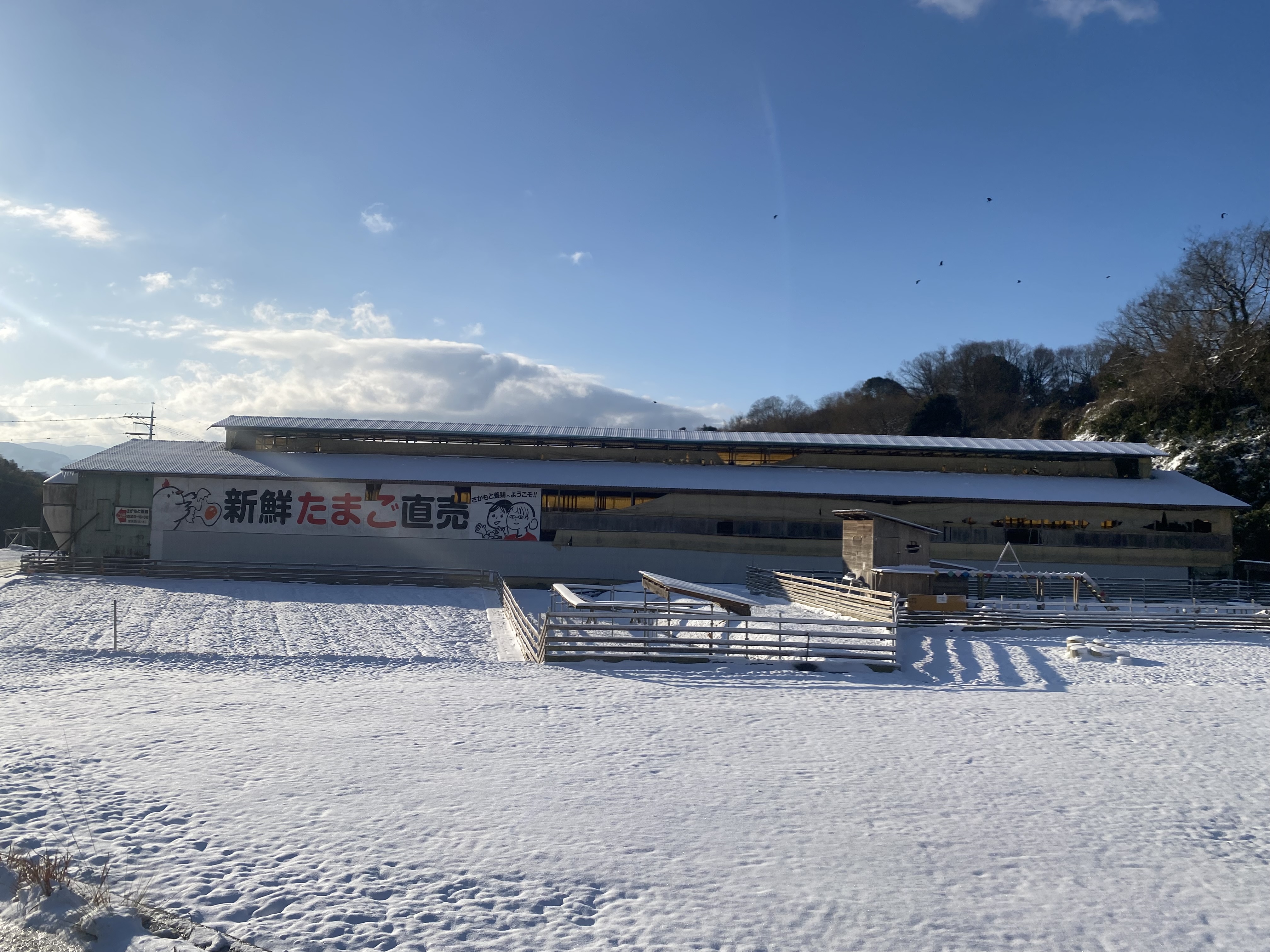 廃鶏じゃない。旨味のかたまり“ひね鶏”の美味しさ｜大寒波の日に作った鶏すき焼き