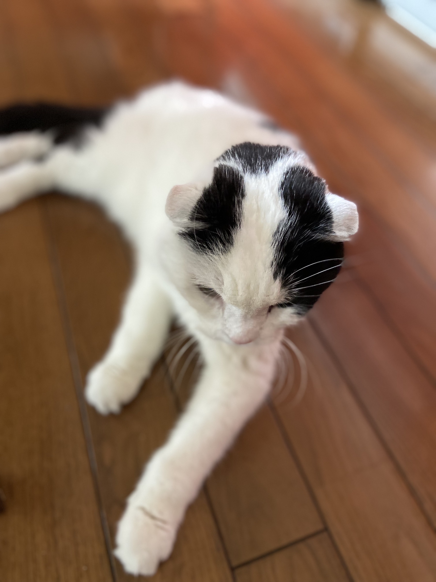 【シンプルなネコのイラスト】ネコグッズSHOPはじめました！