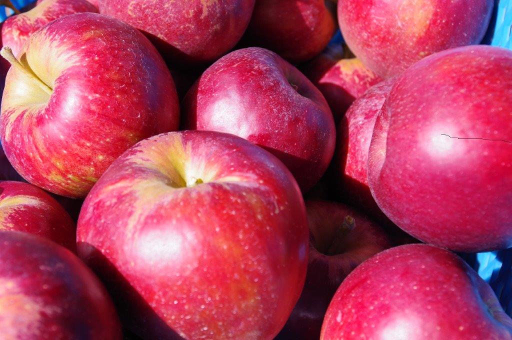 2024年産　紅玉の予約注文を開始します。