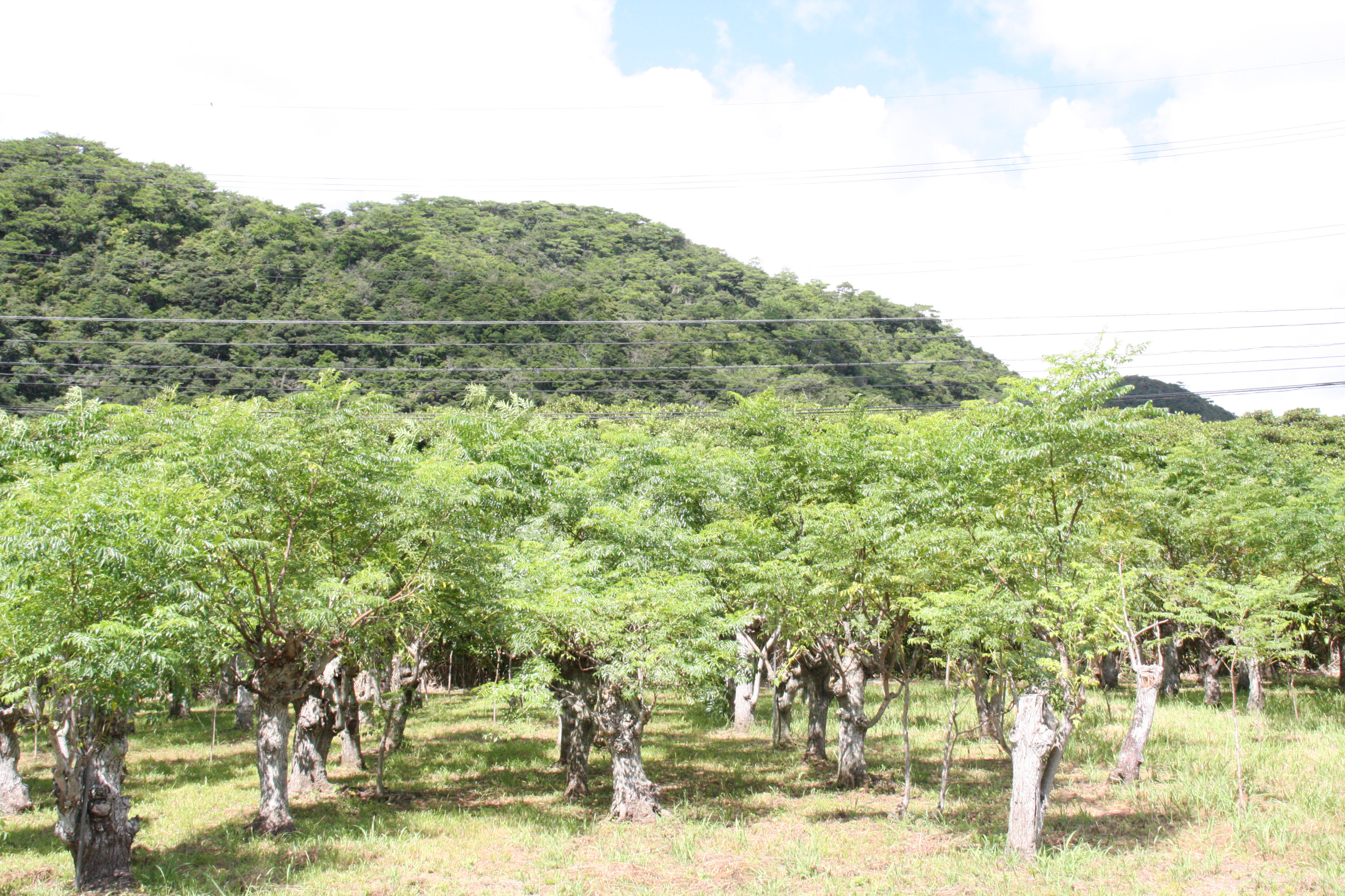 センダンの“ふるさと”、名護市 大浦を訪ねました!