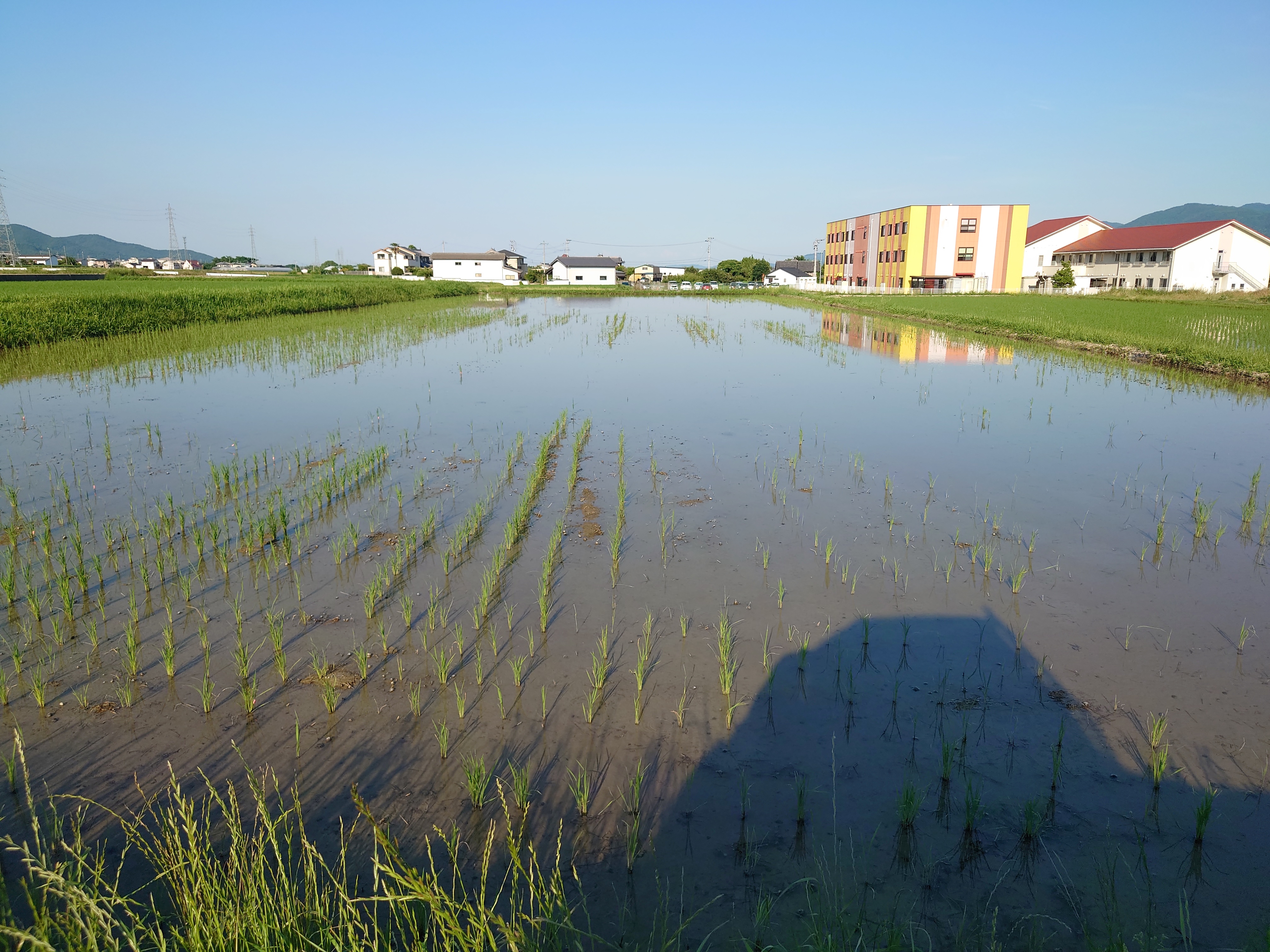 穴の空いた田んぼ。