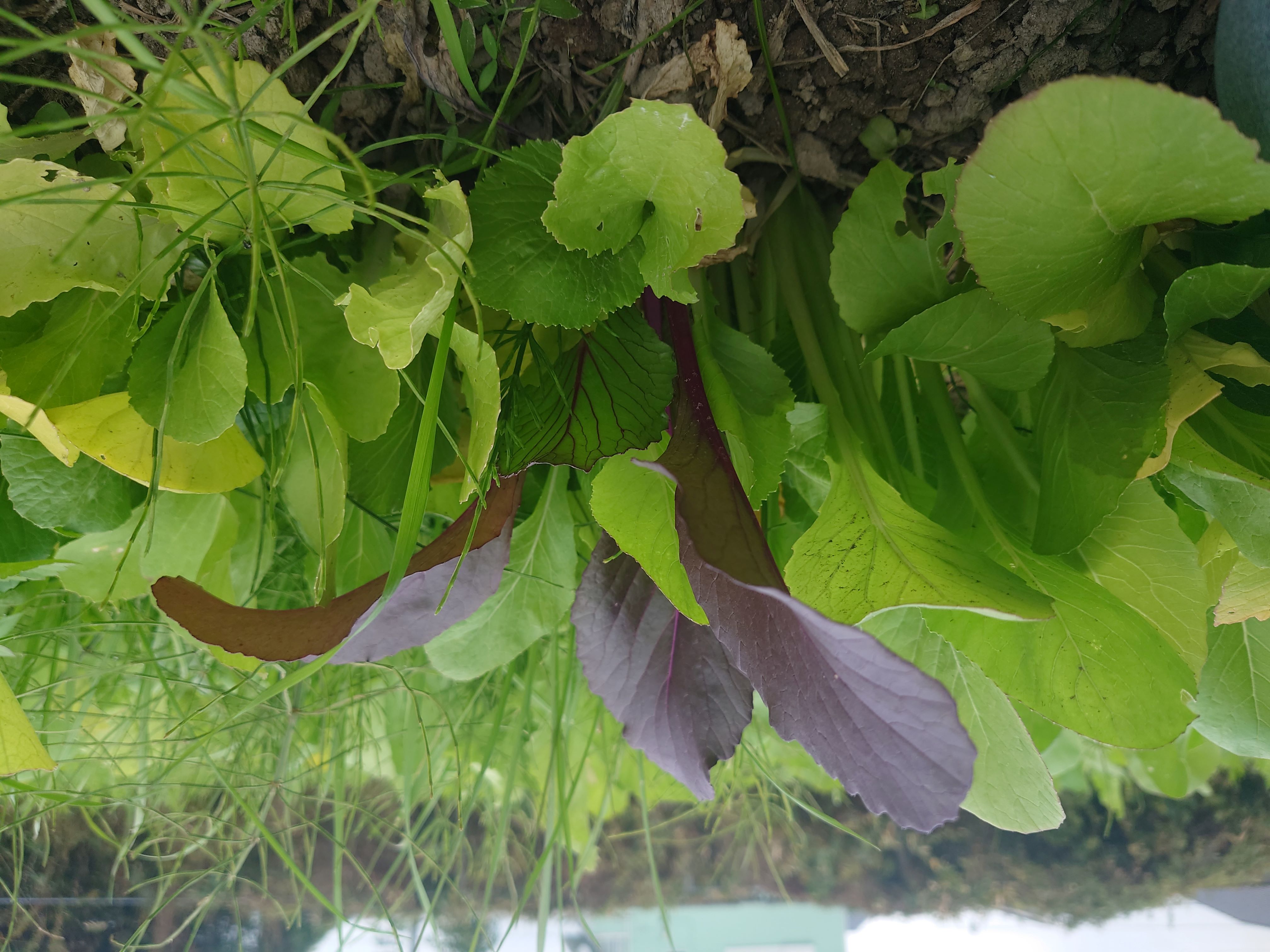 赤色葉菜。