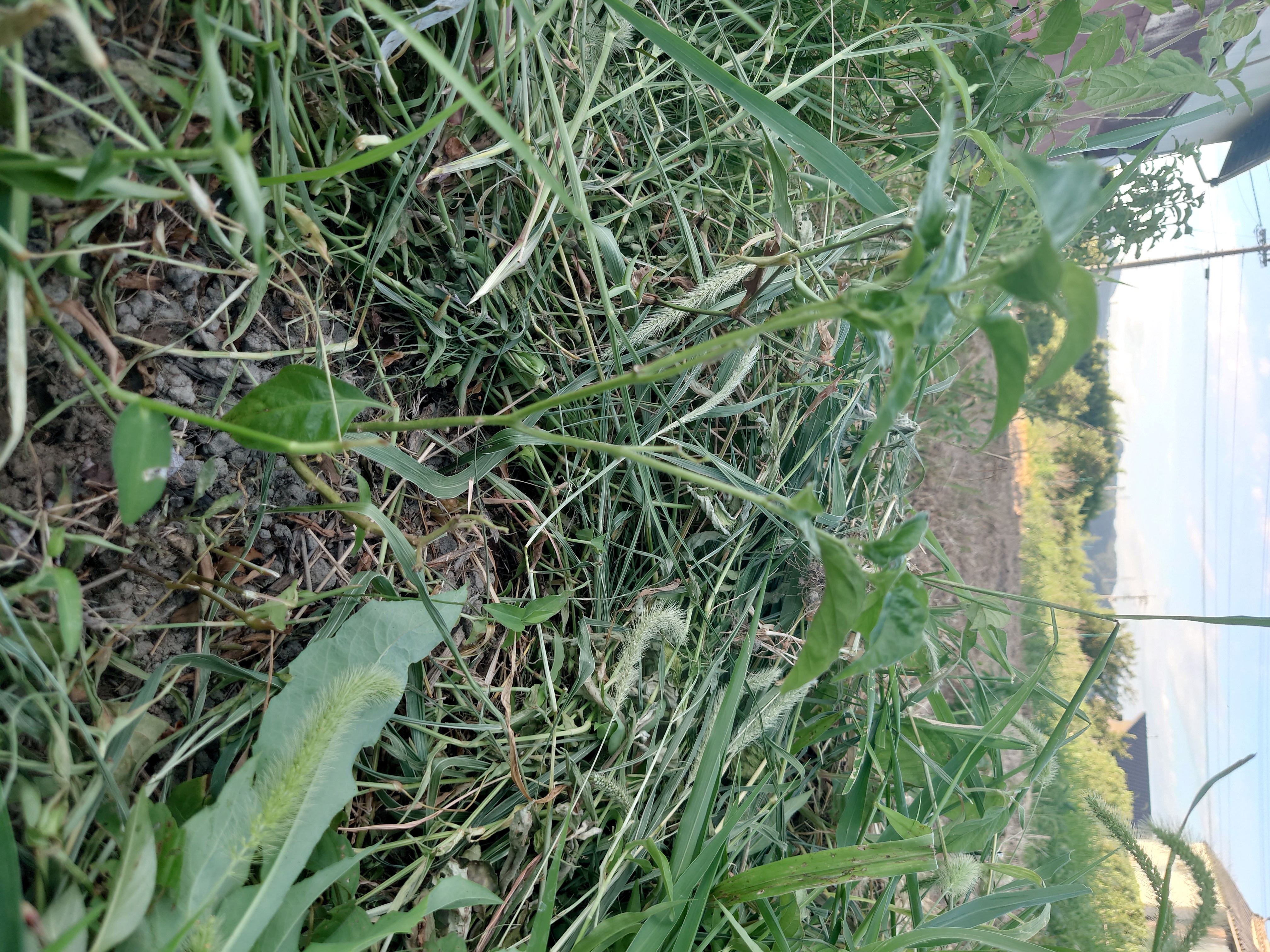 ハバネロ。