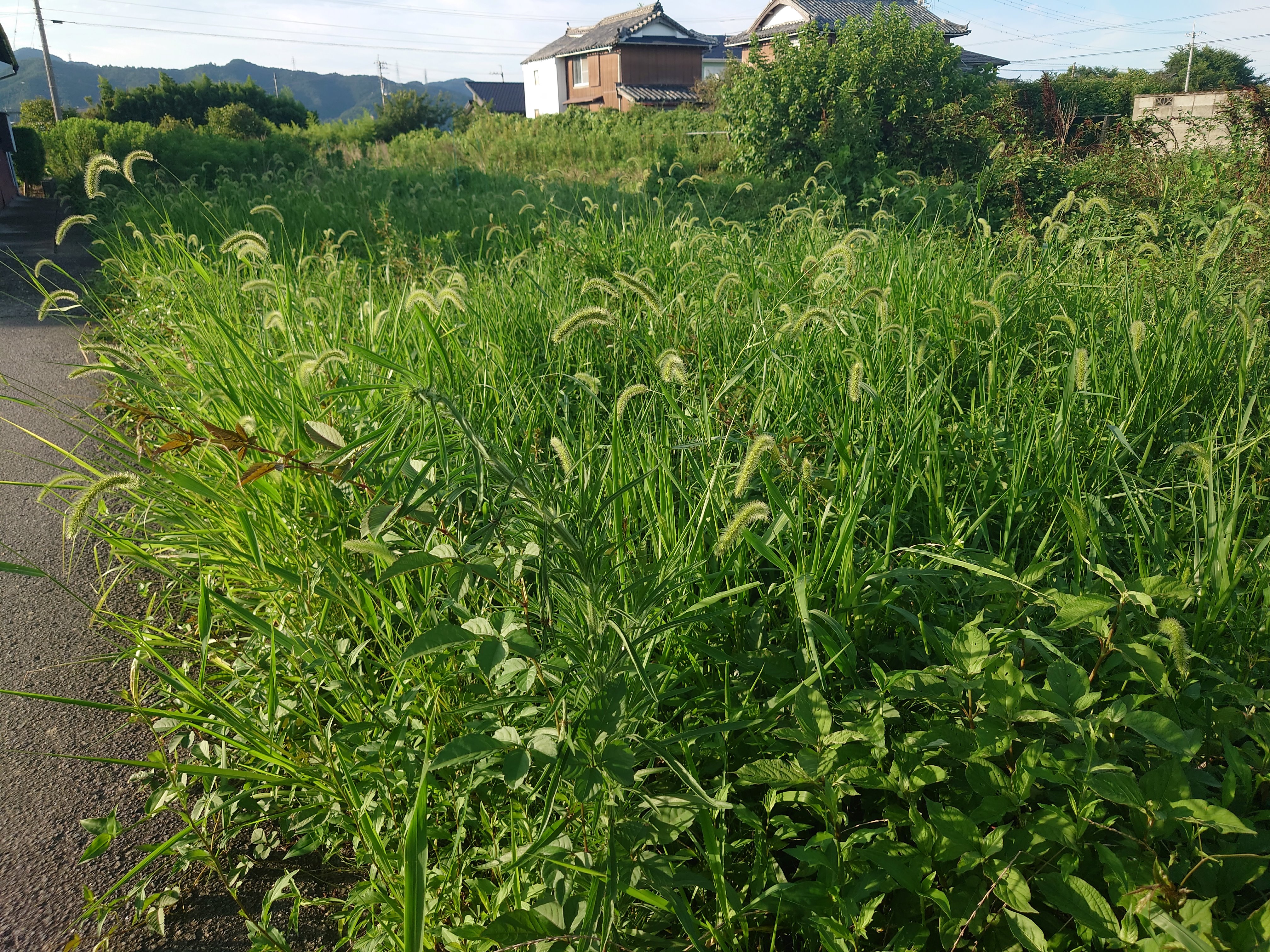 ピーマンたちの除草。