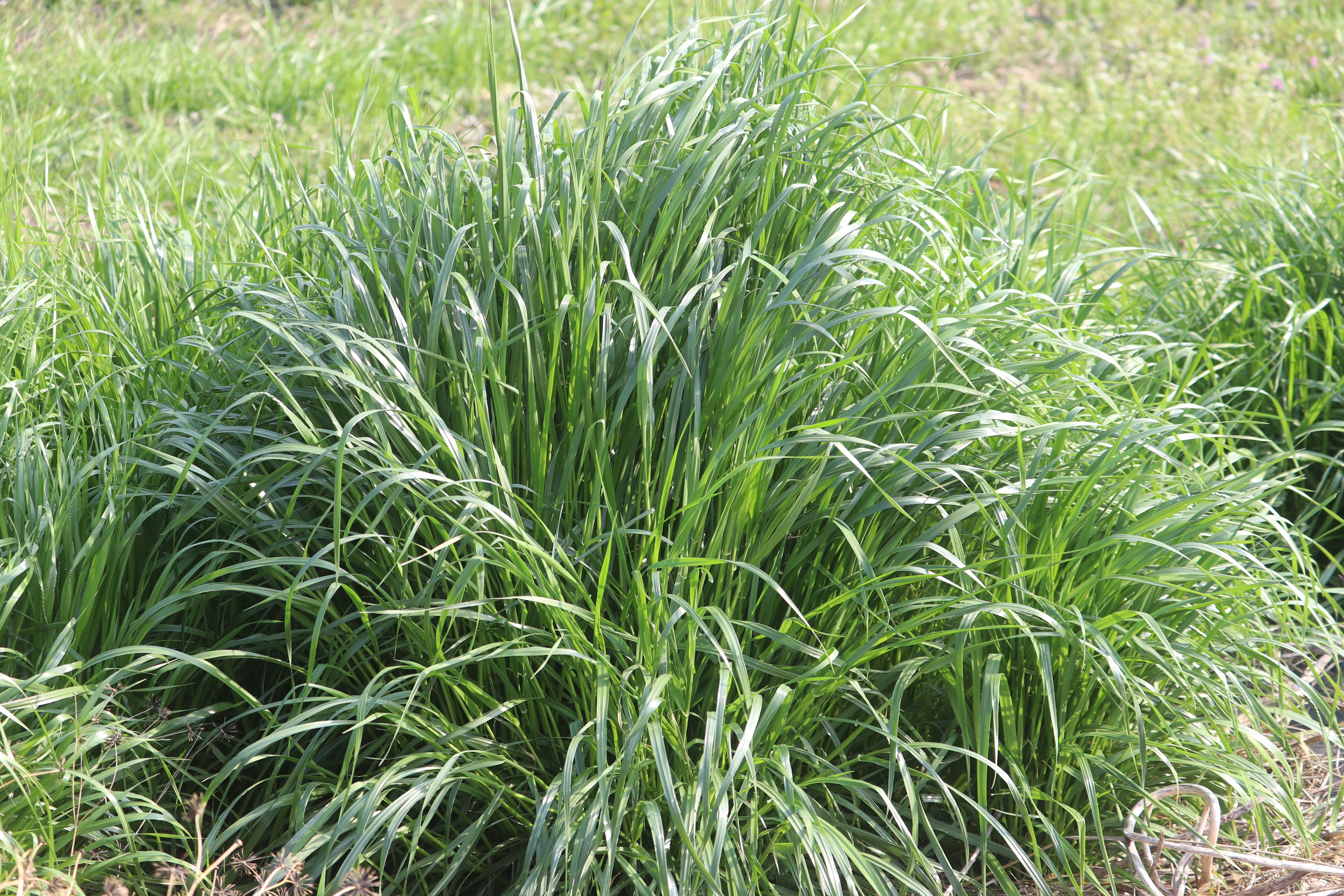 牧草作り。
