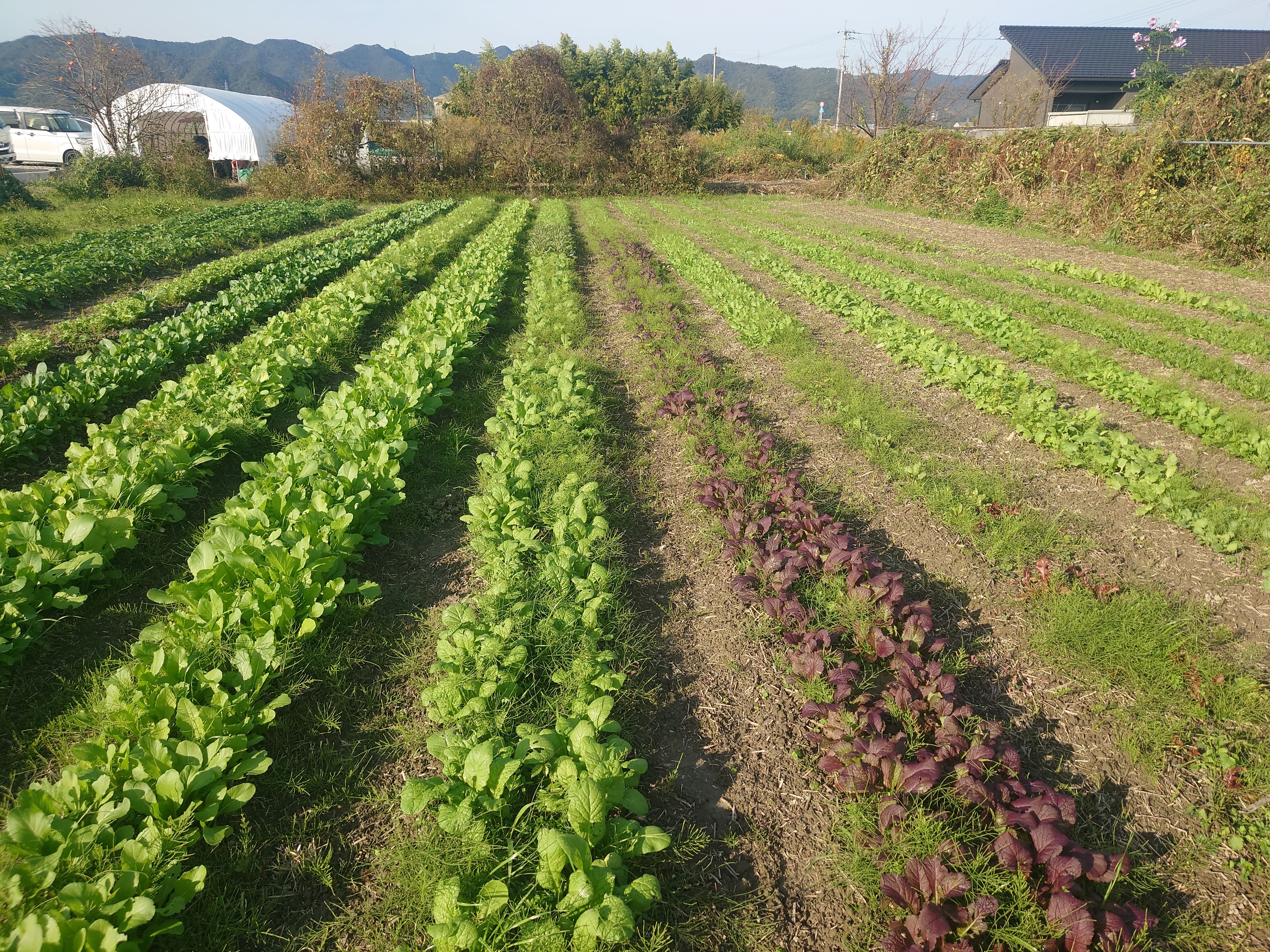 野菜の間引きと除草。