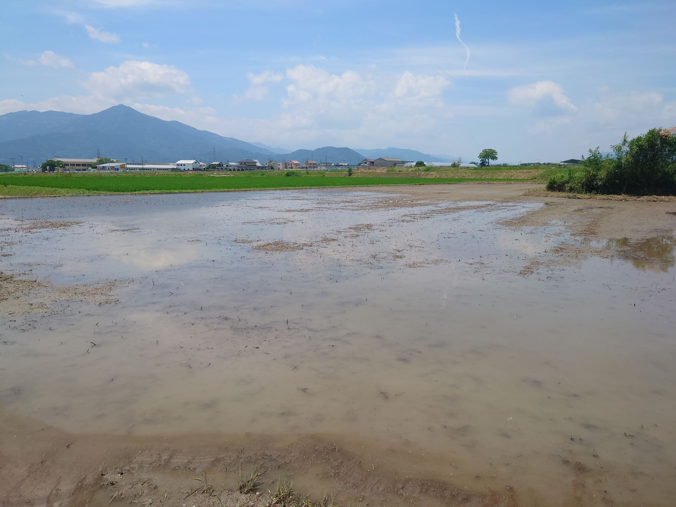 田植えと代掻き。