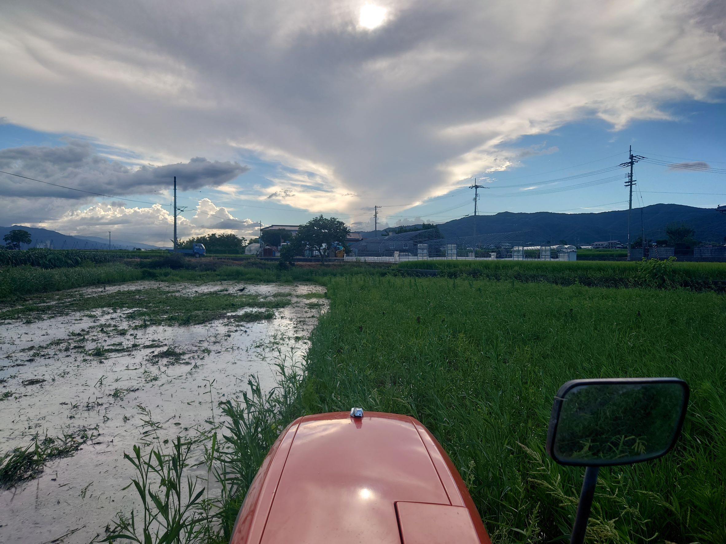休耕田の雑草。