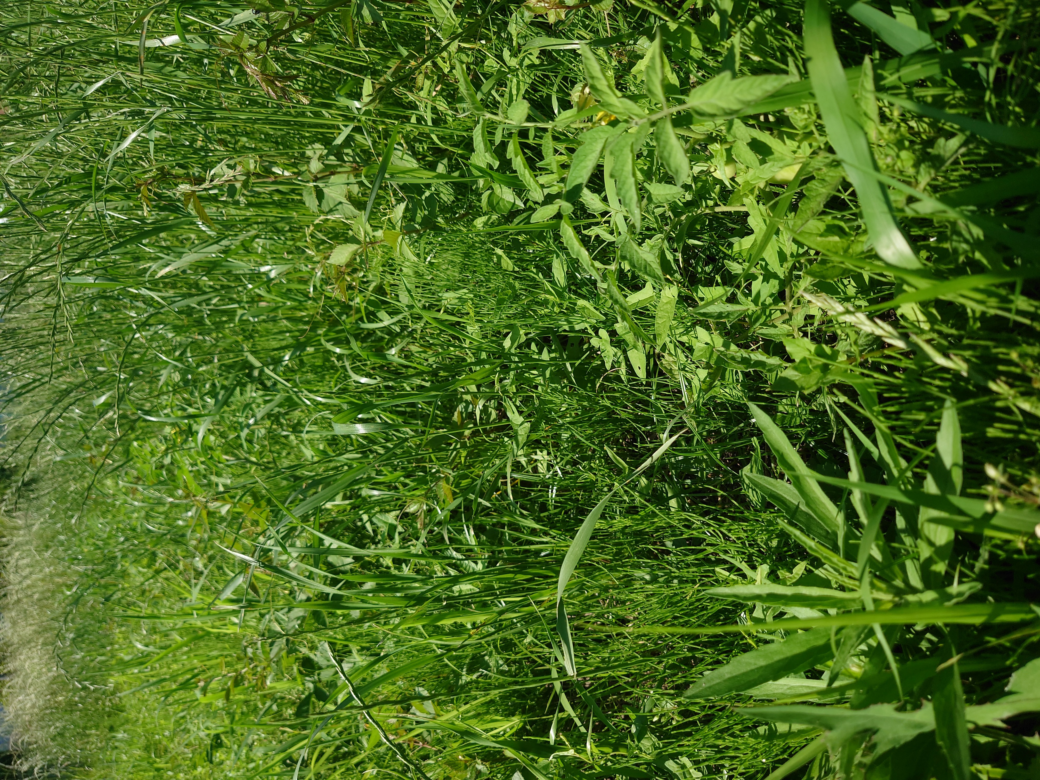 トマトの除草と支柱。