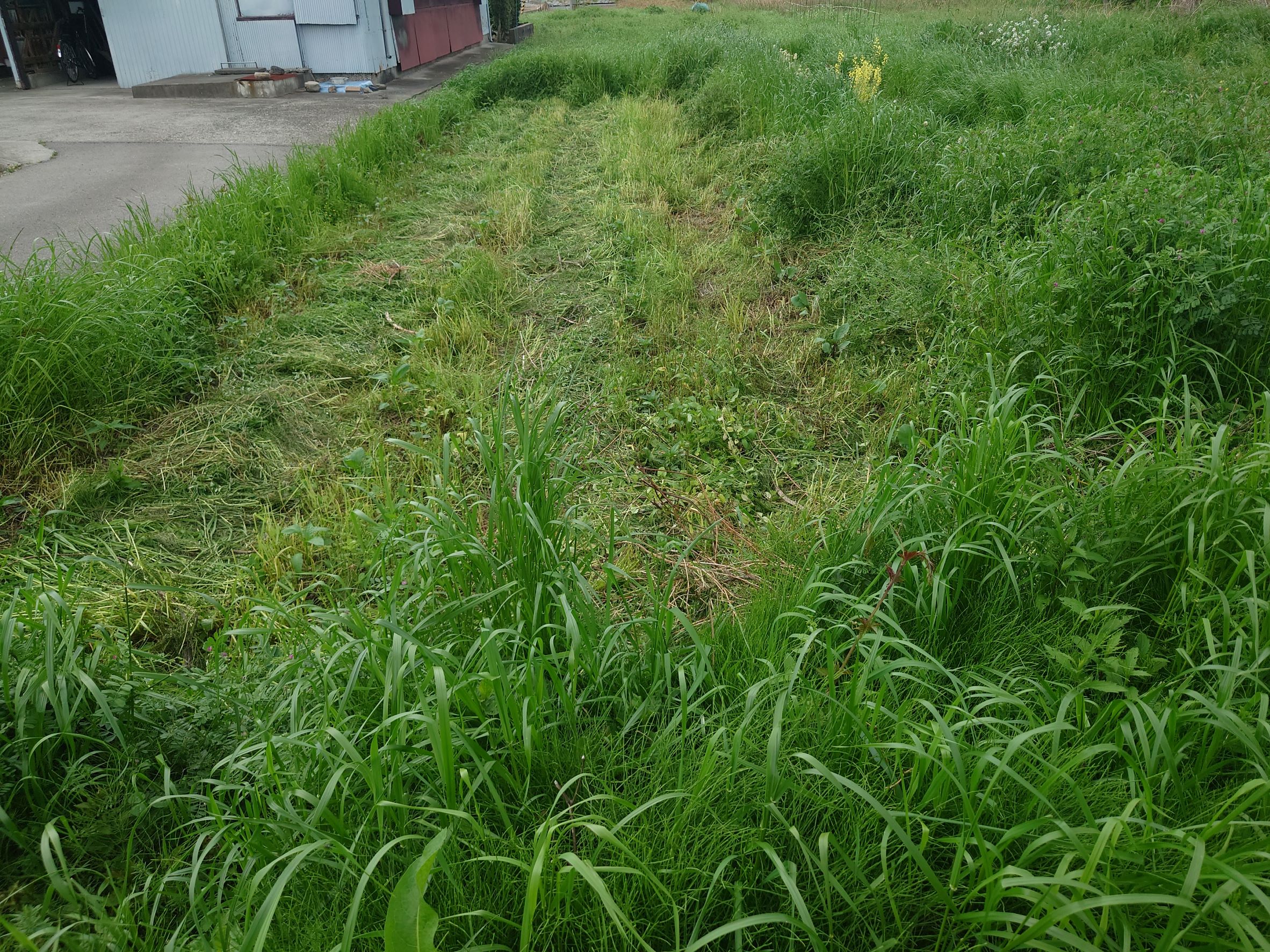 苗の植え付け。