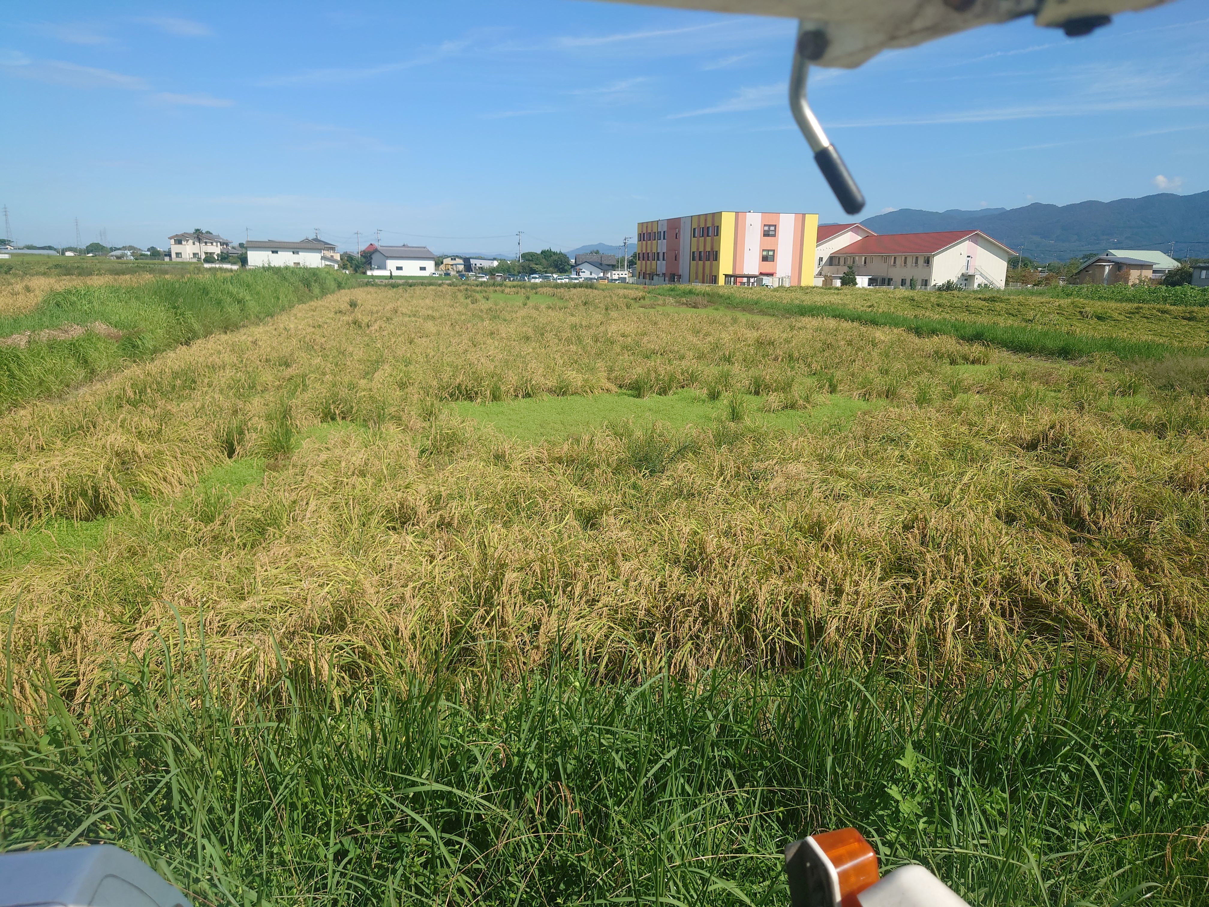 稲刈りとジャンボタニシ。