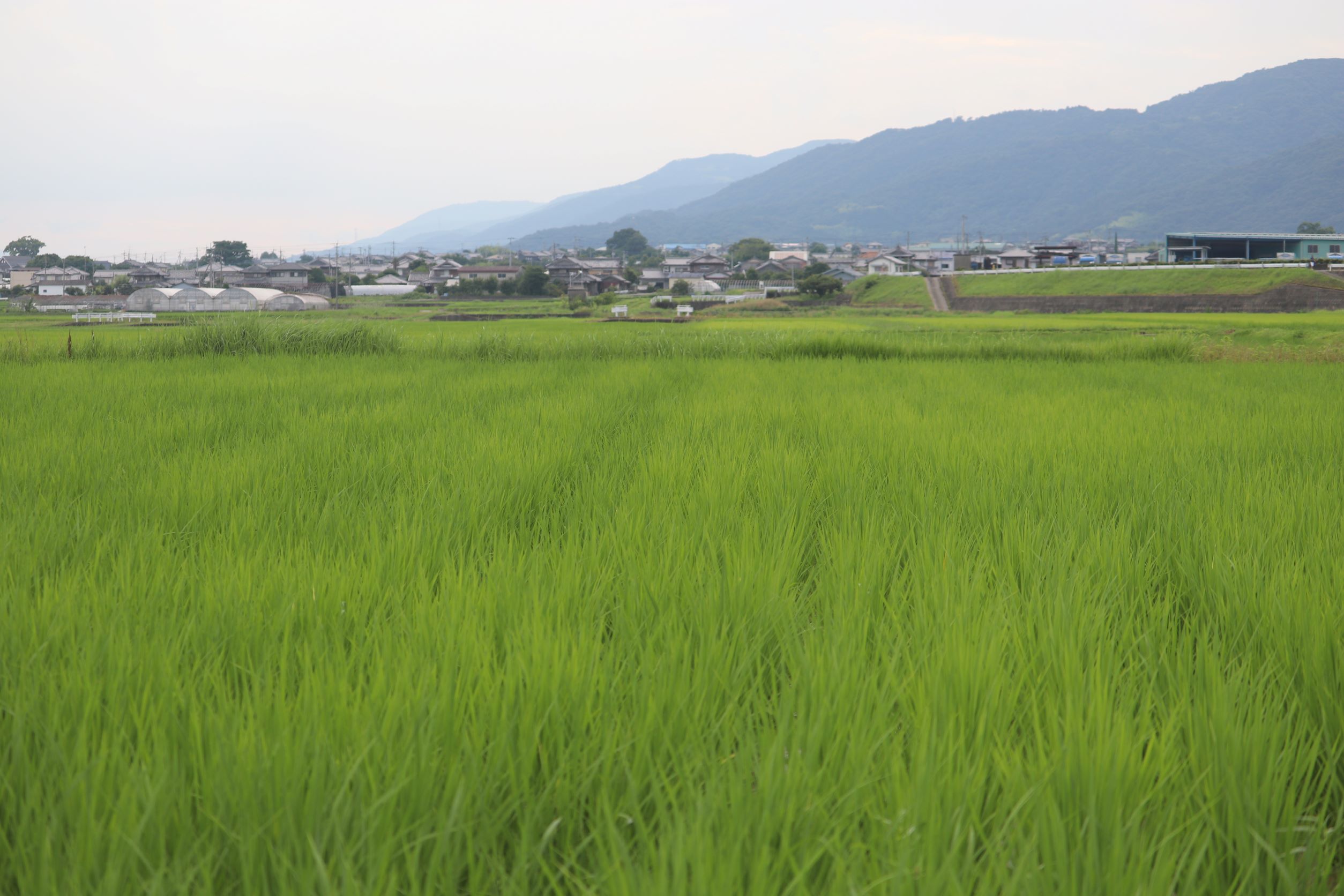 田んぼの稲。