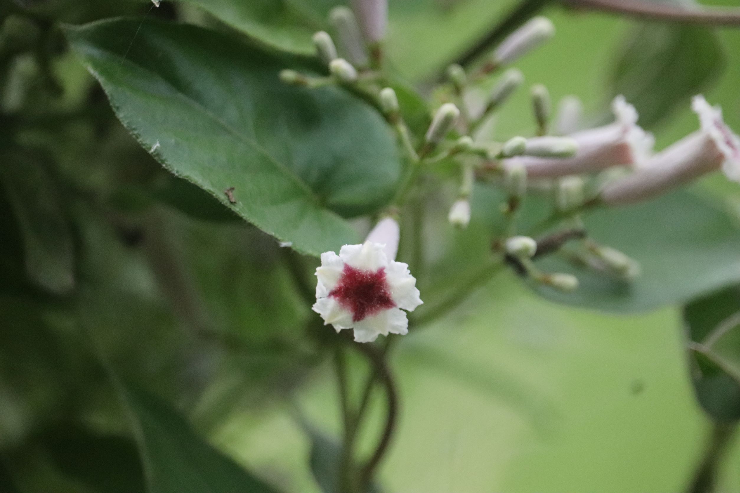 畑の花。