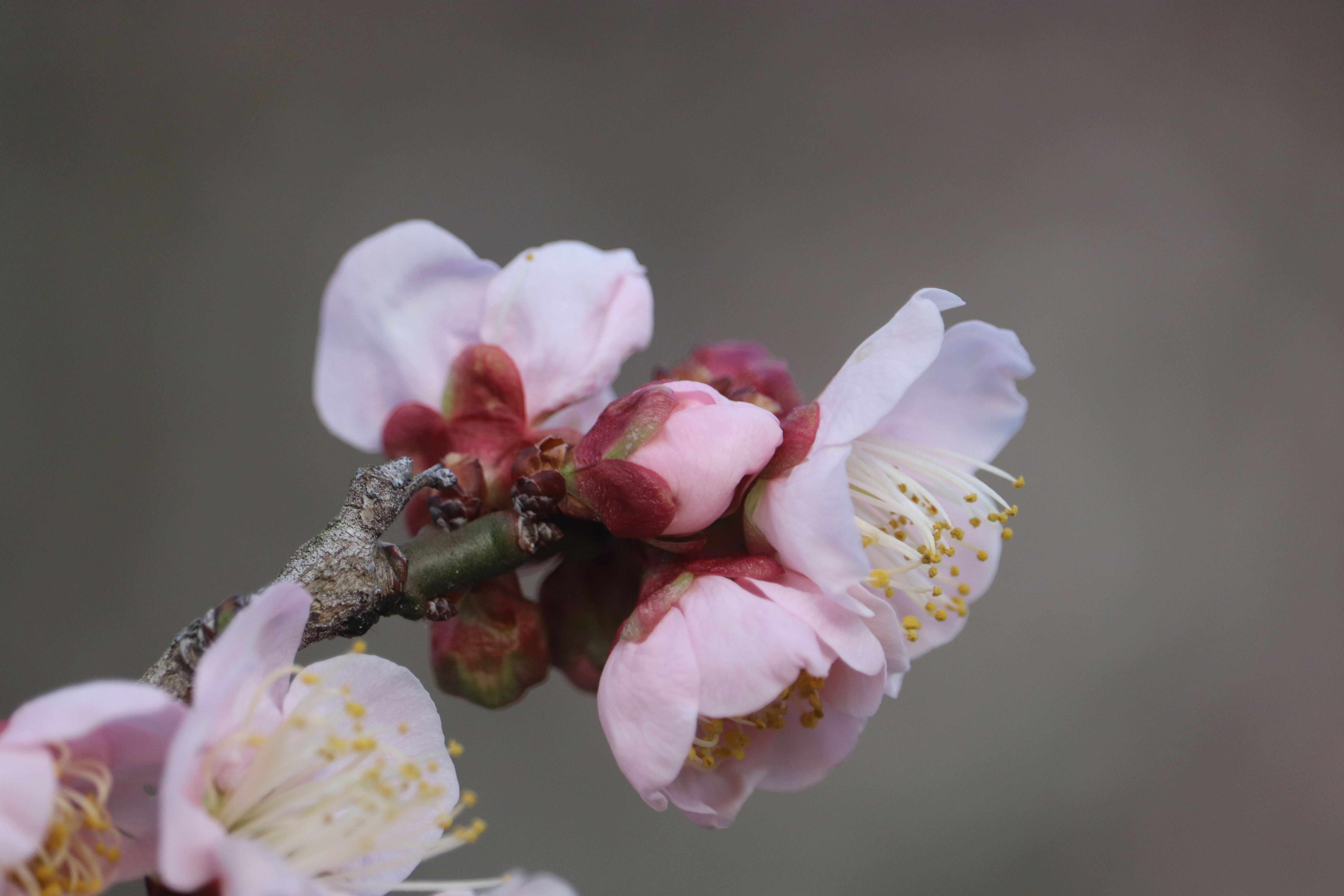 梅の花。