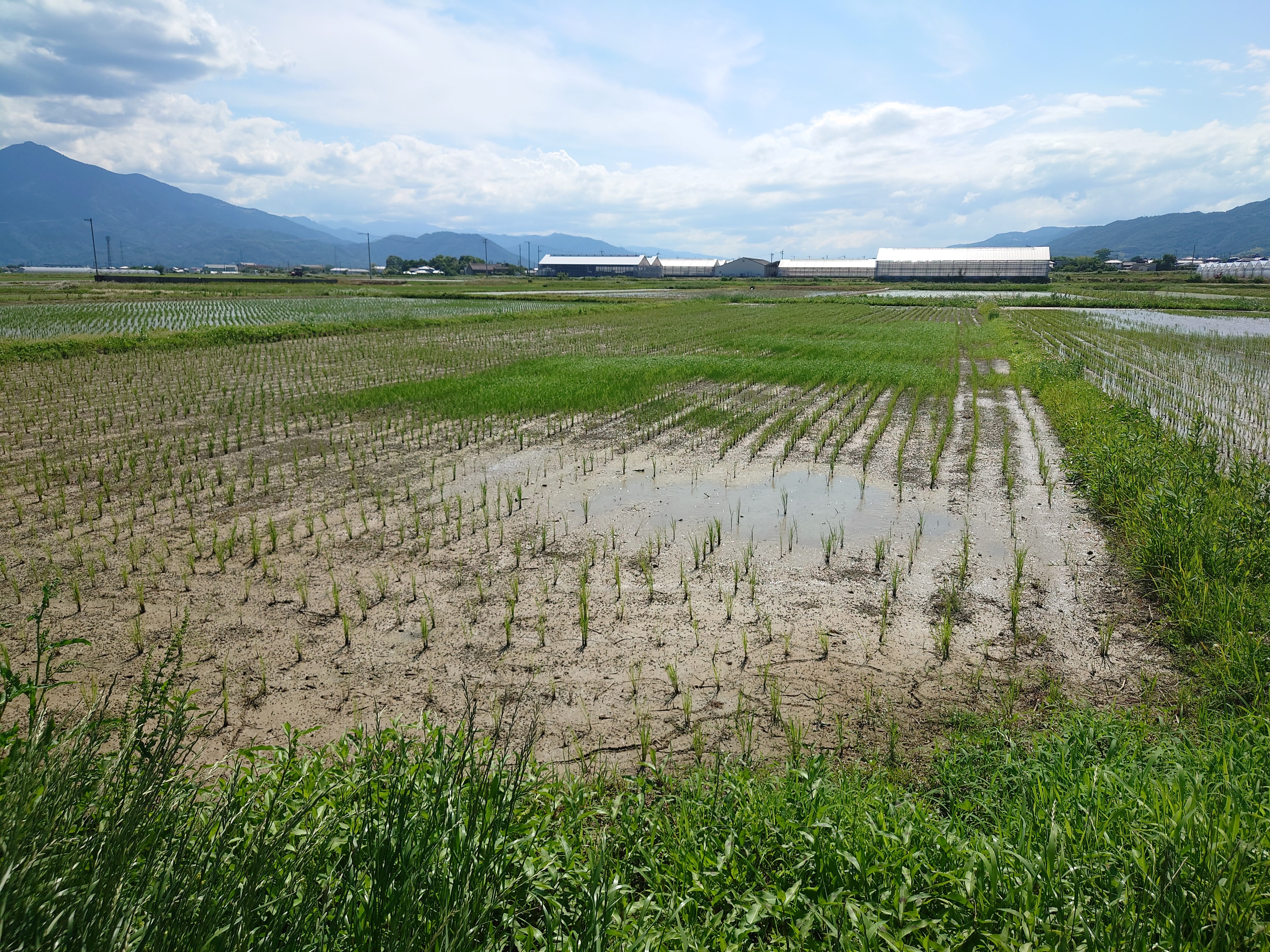 田んぼの草。
