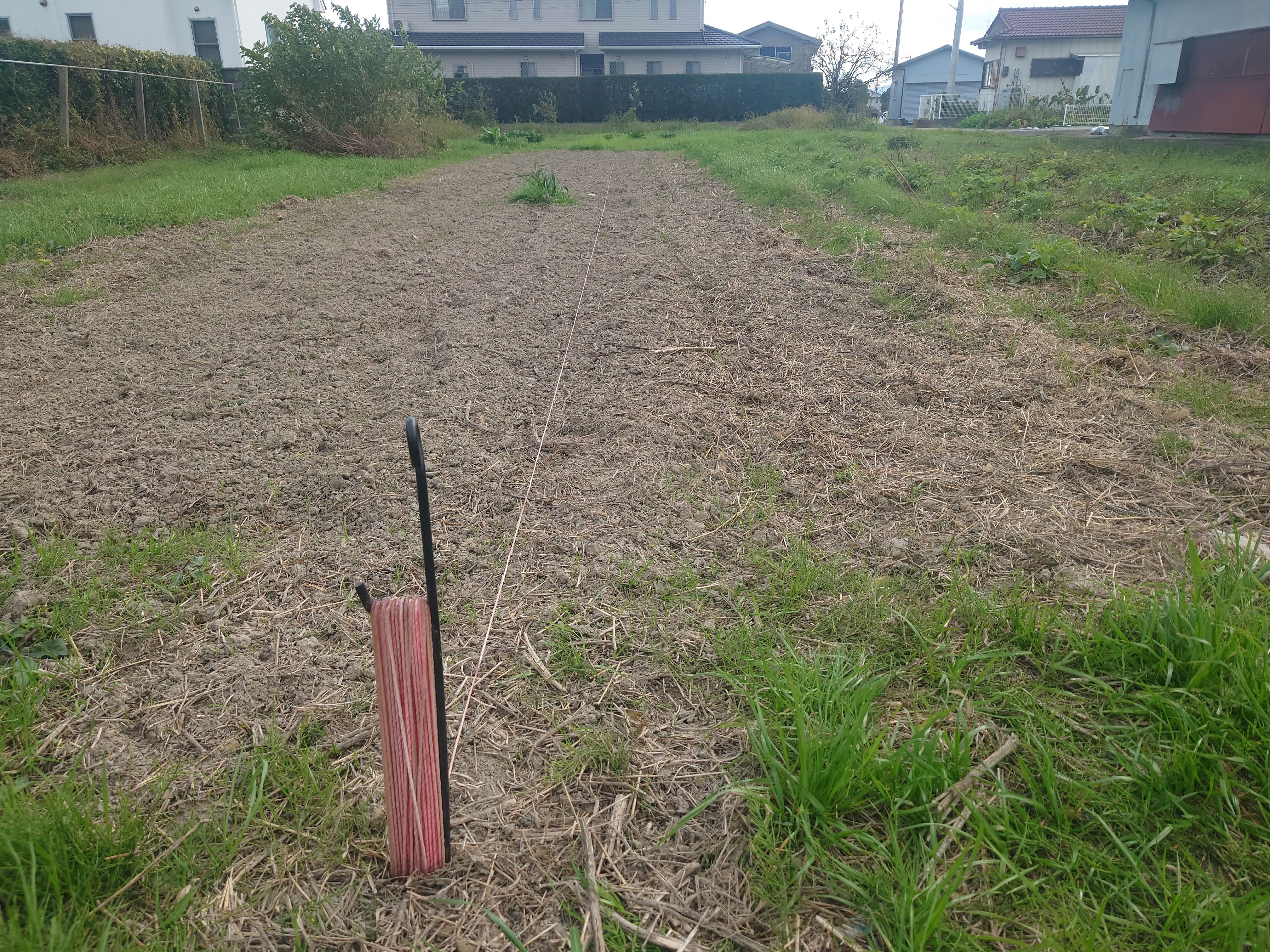 ニンニクの植え付け。