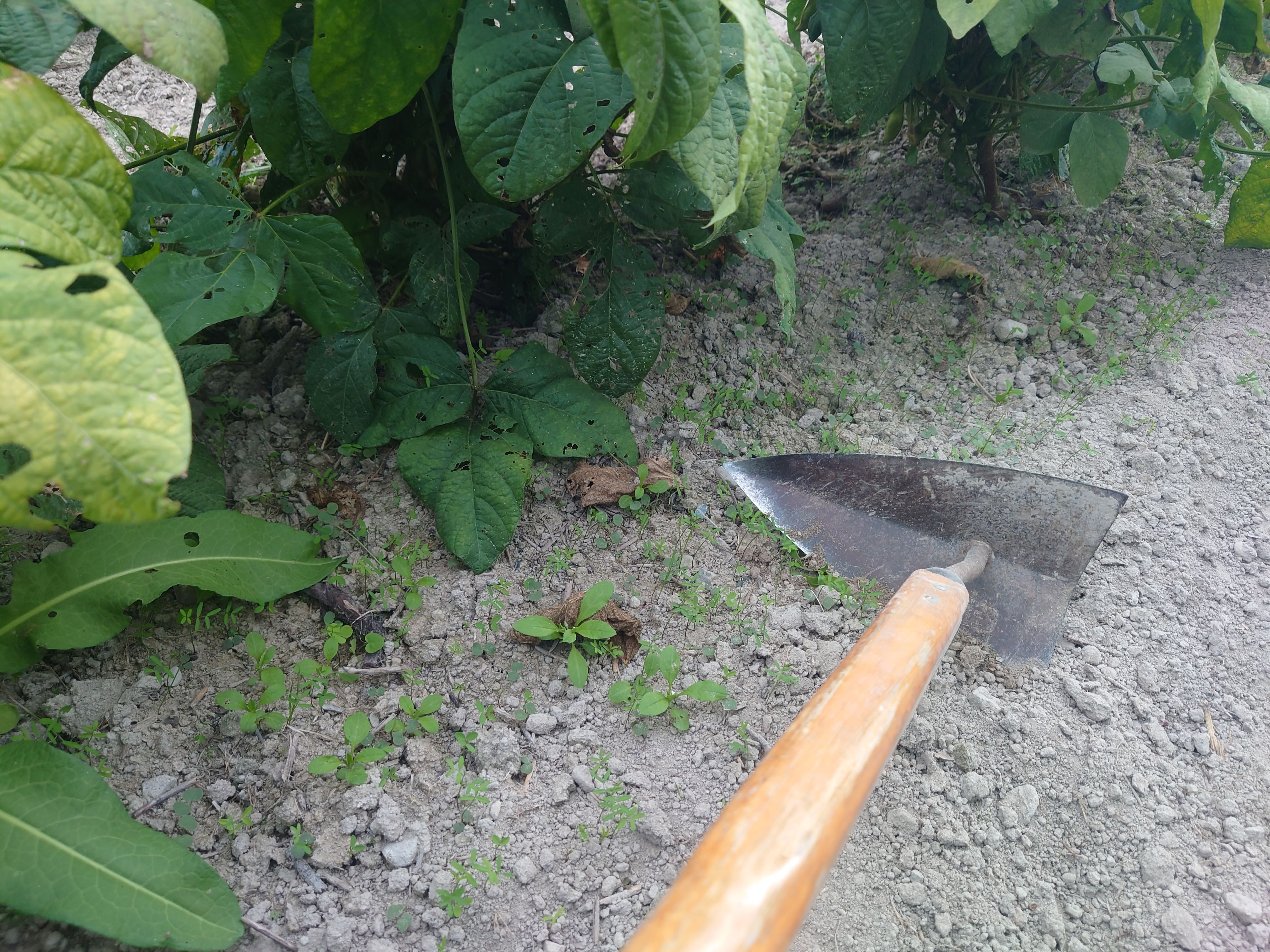 黒大豆の草刈り。