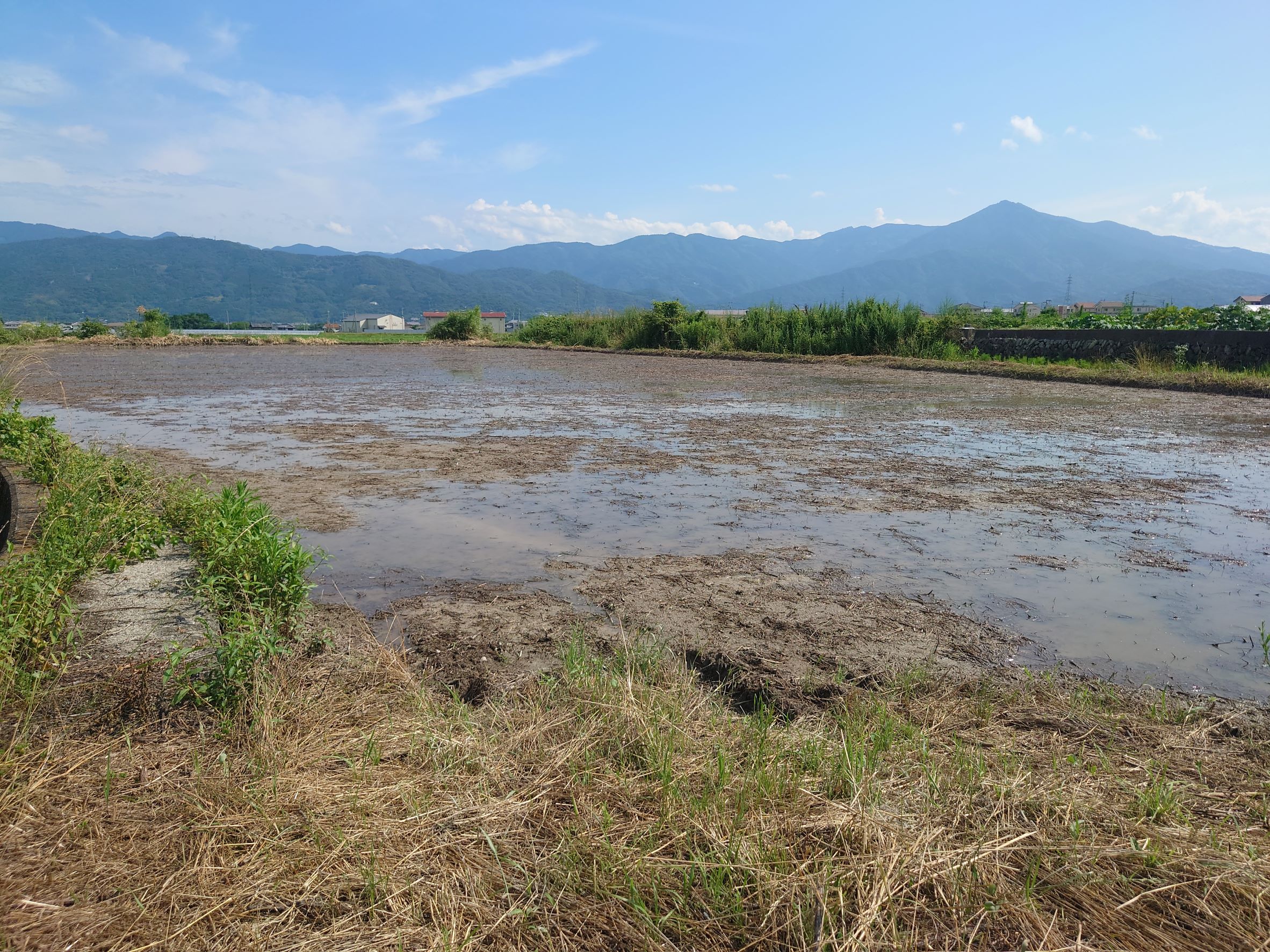 もち米の田植え。