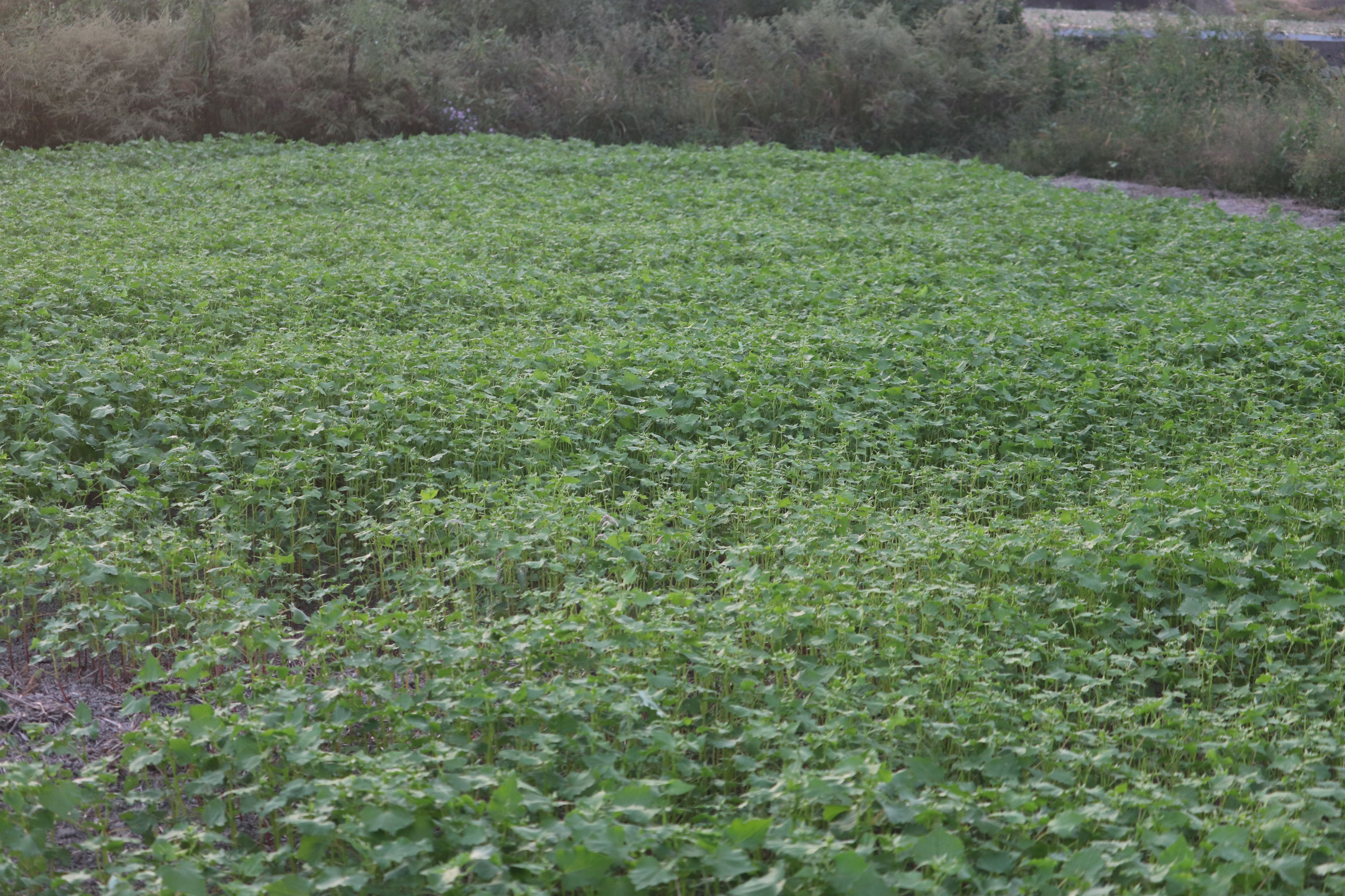 蕎麦栽培。