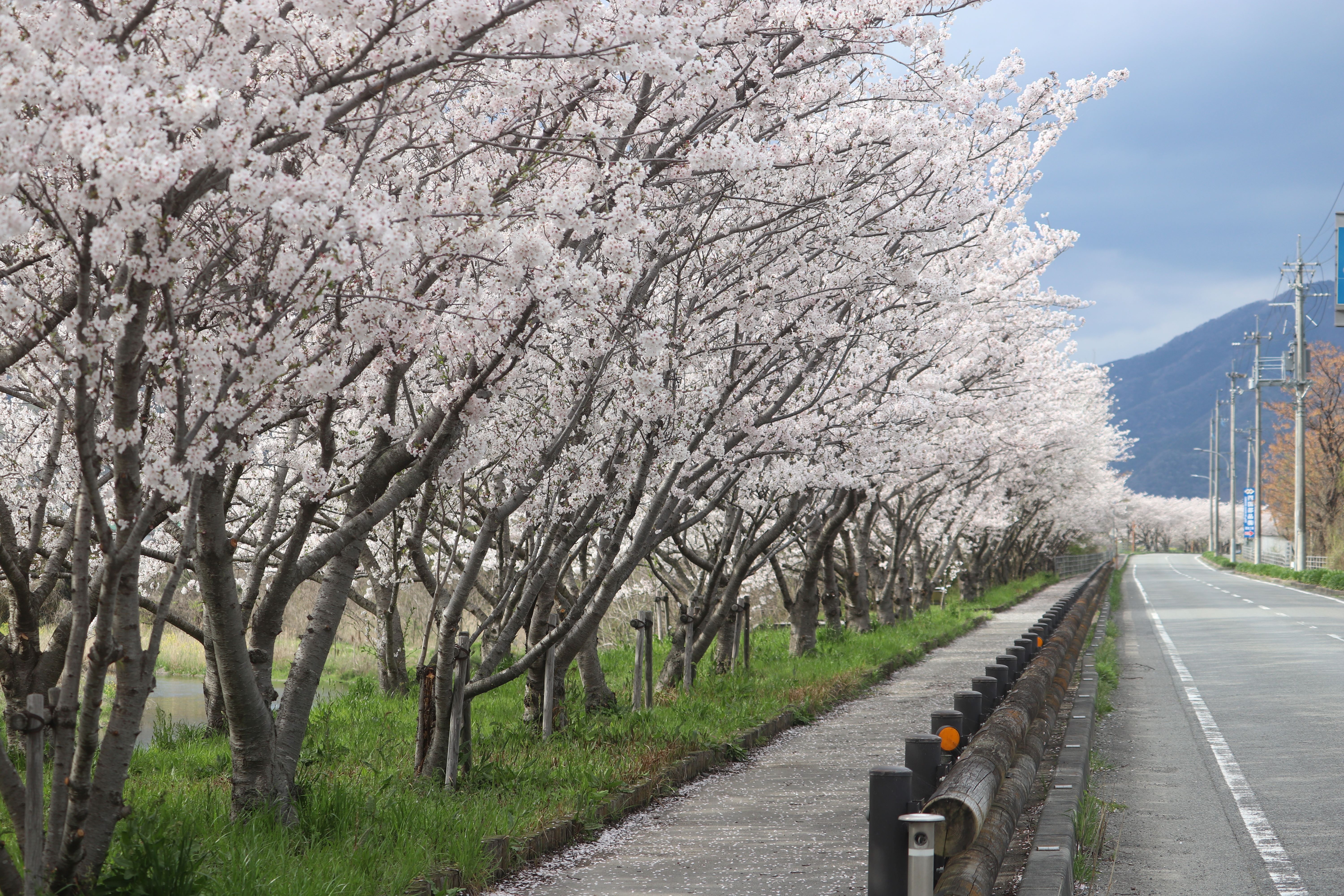 阿波町の桜の花。