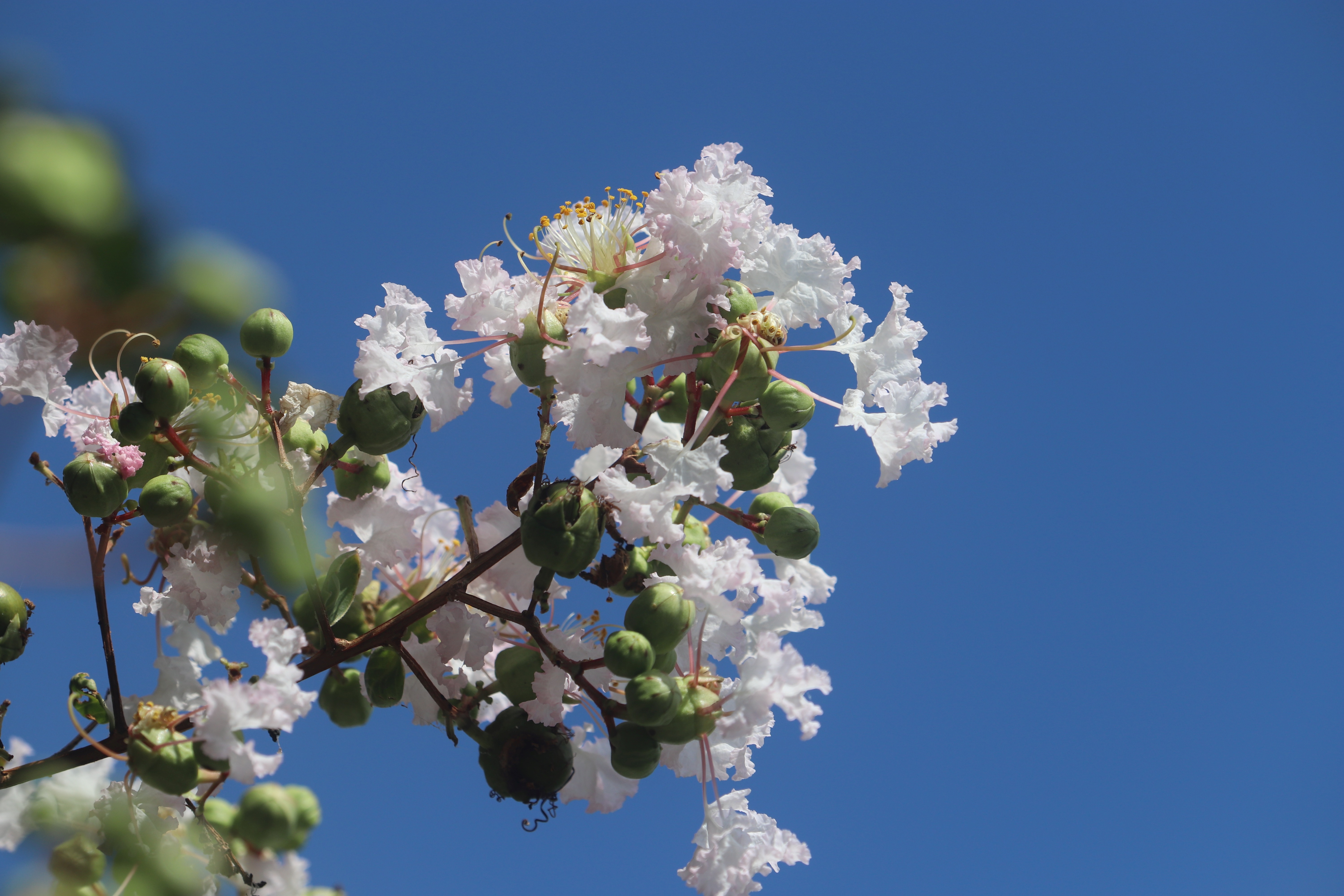 サルスベリの花。
