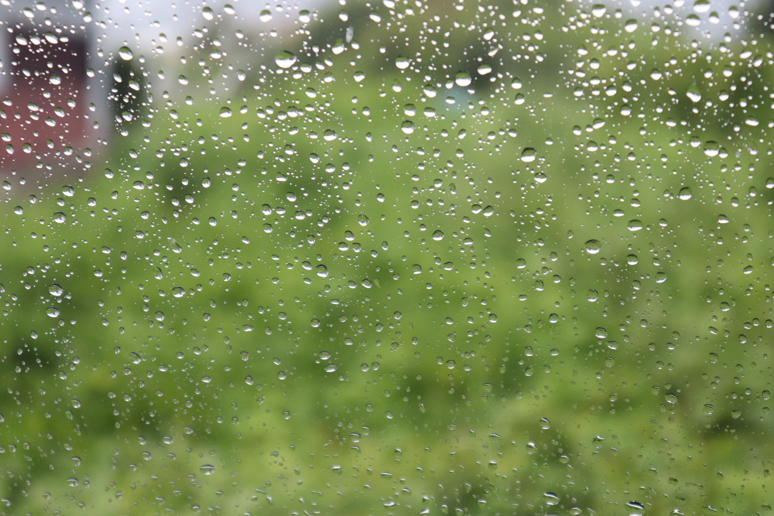 畑に雨。
