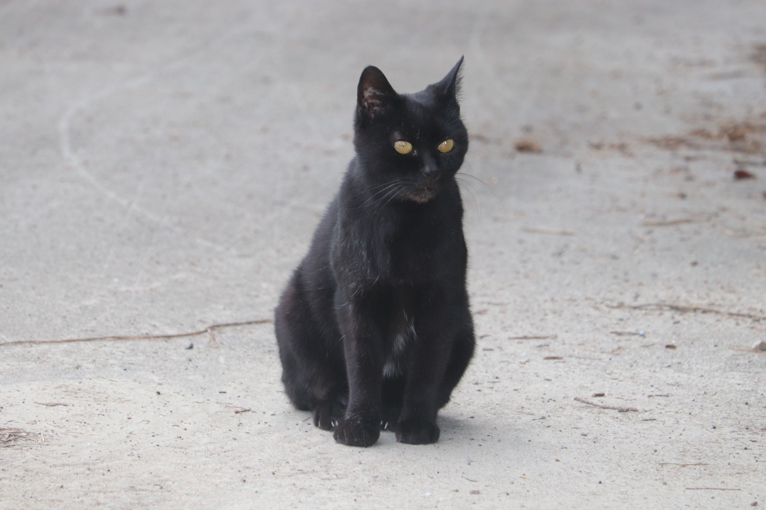 見張り番の猫。