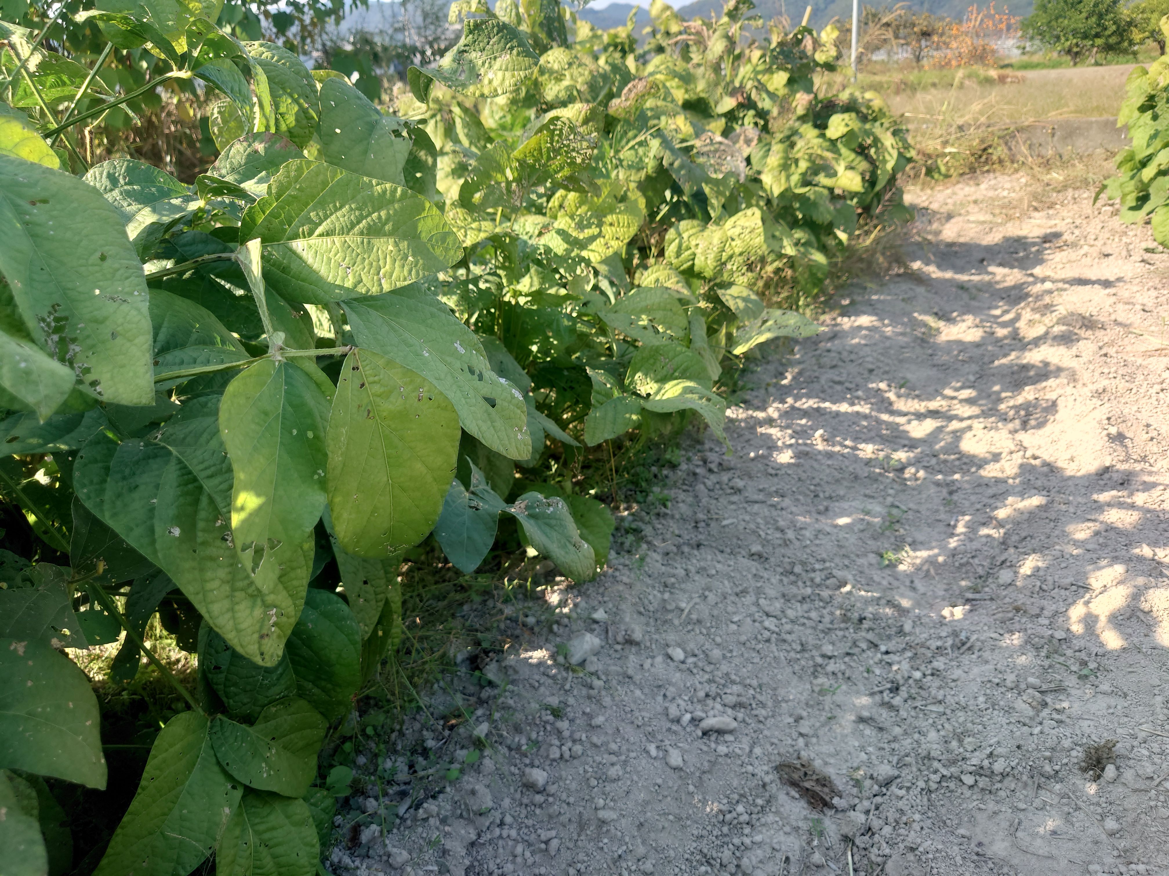 黒大豆の草刈り２。