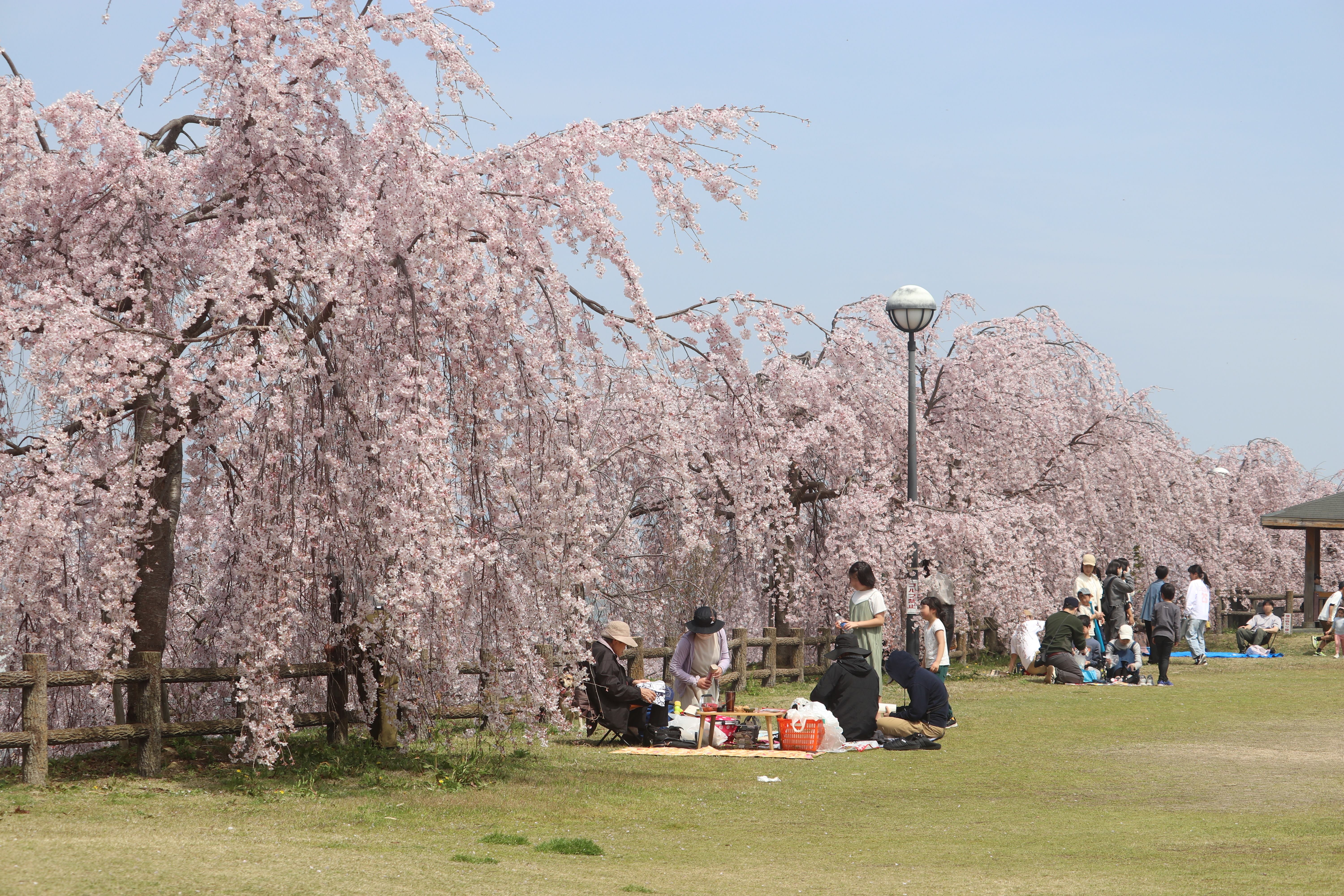 向麻山(こうのやま)公園の桜。