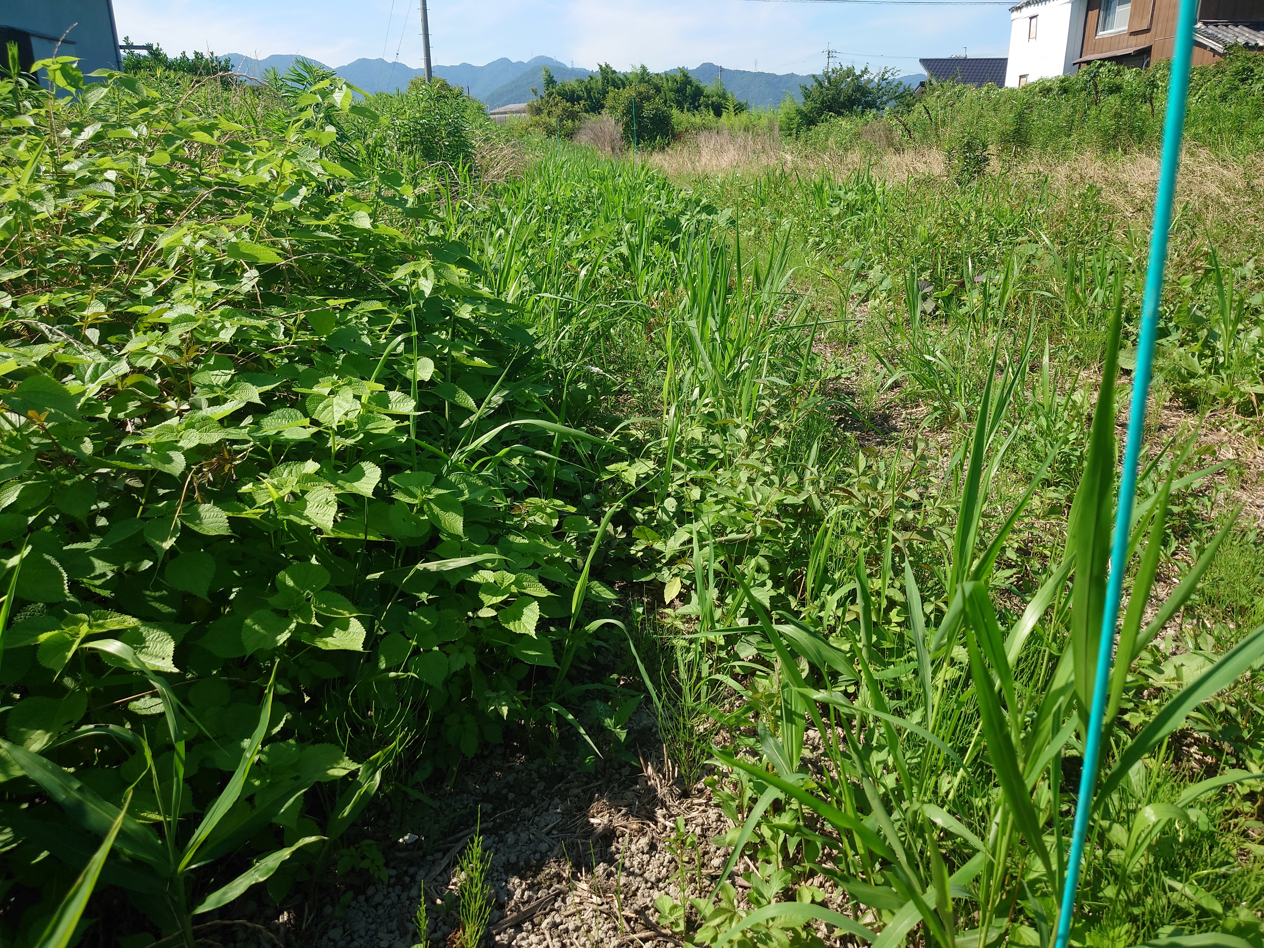 生姜の草抜き。