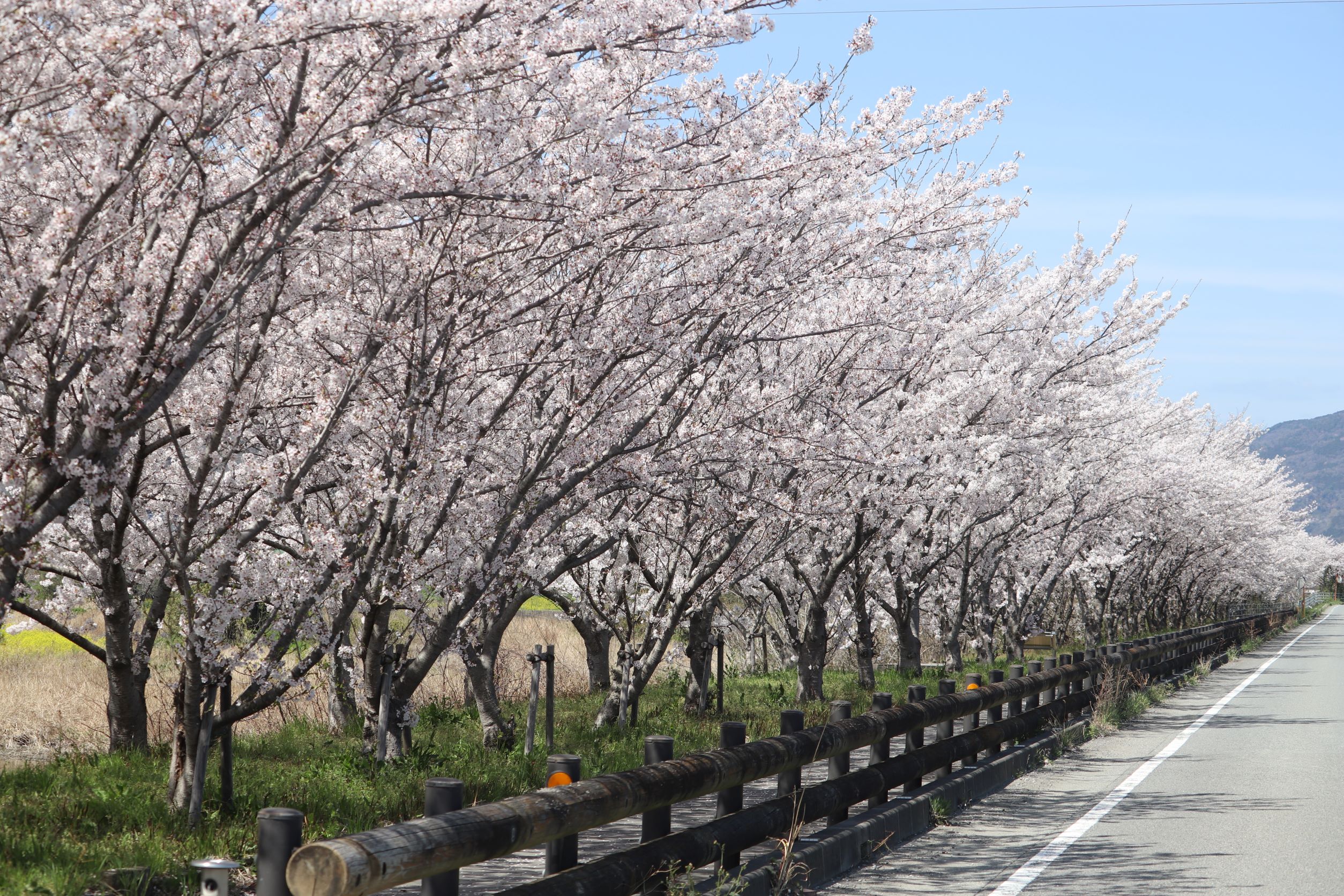 桜