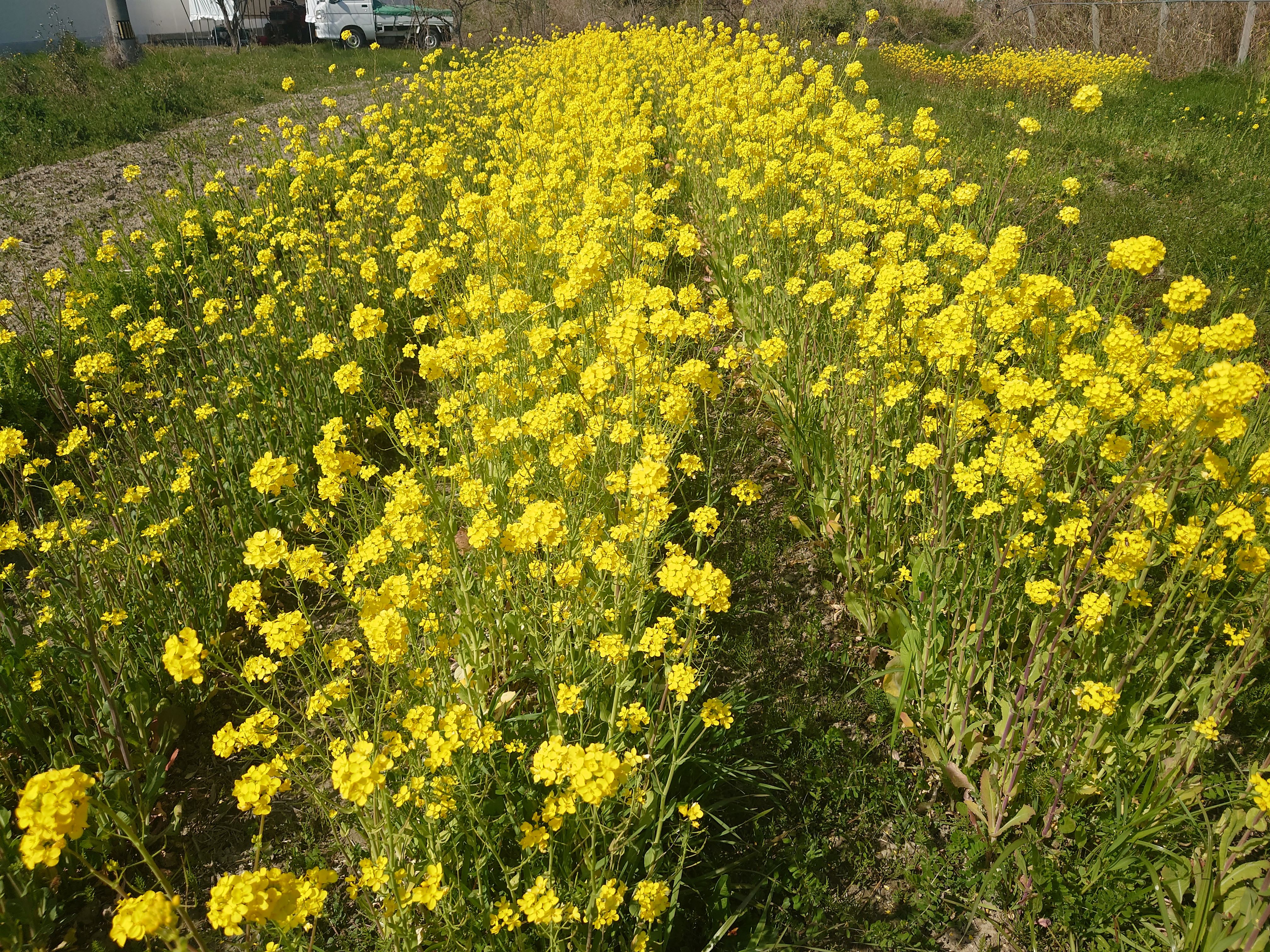 菜の花。