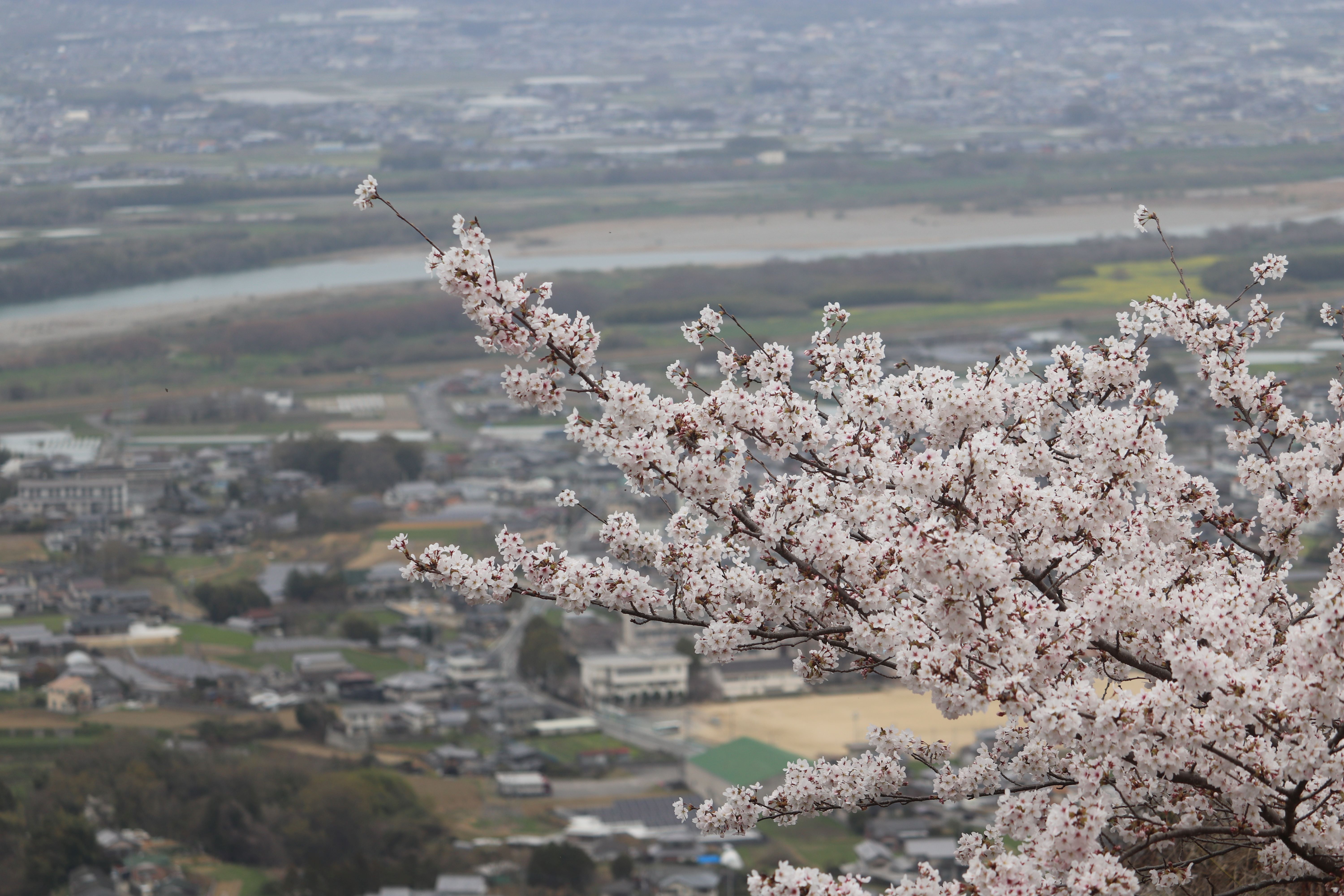 桜の花。