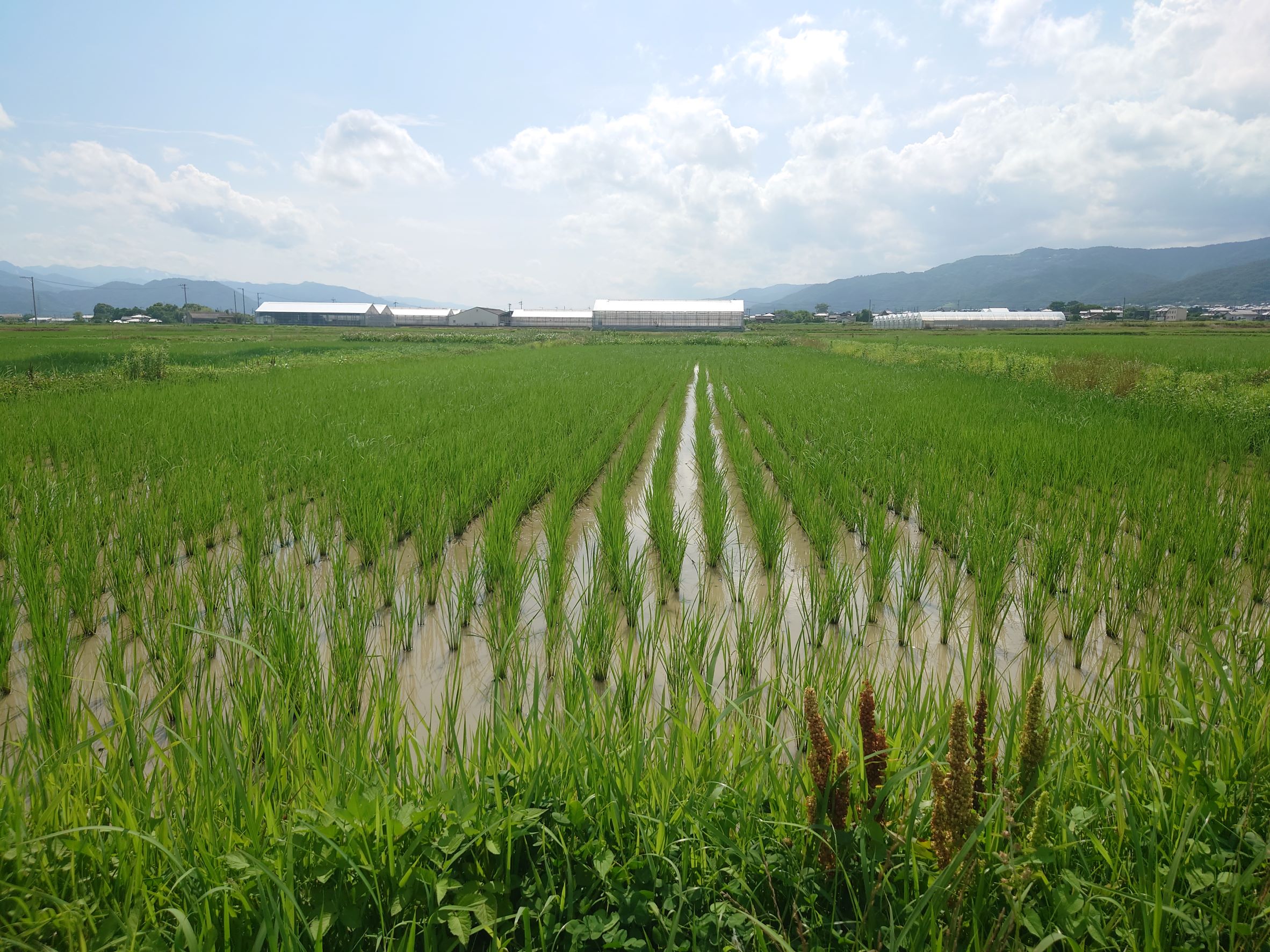 田んぼの稲。