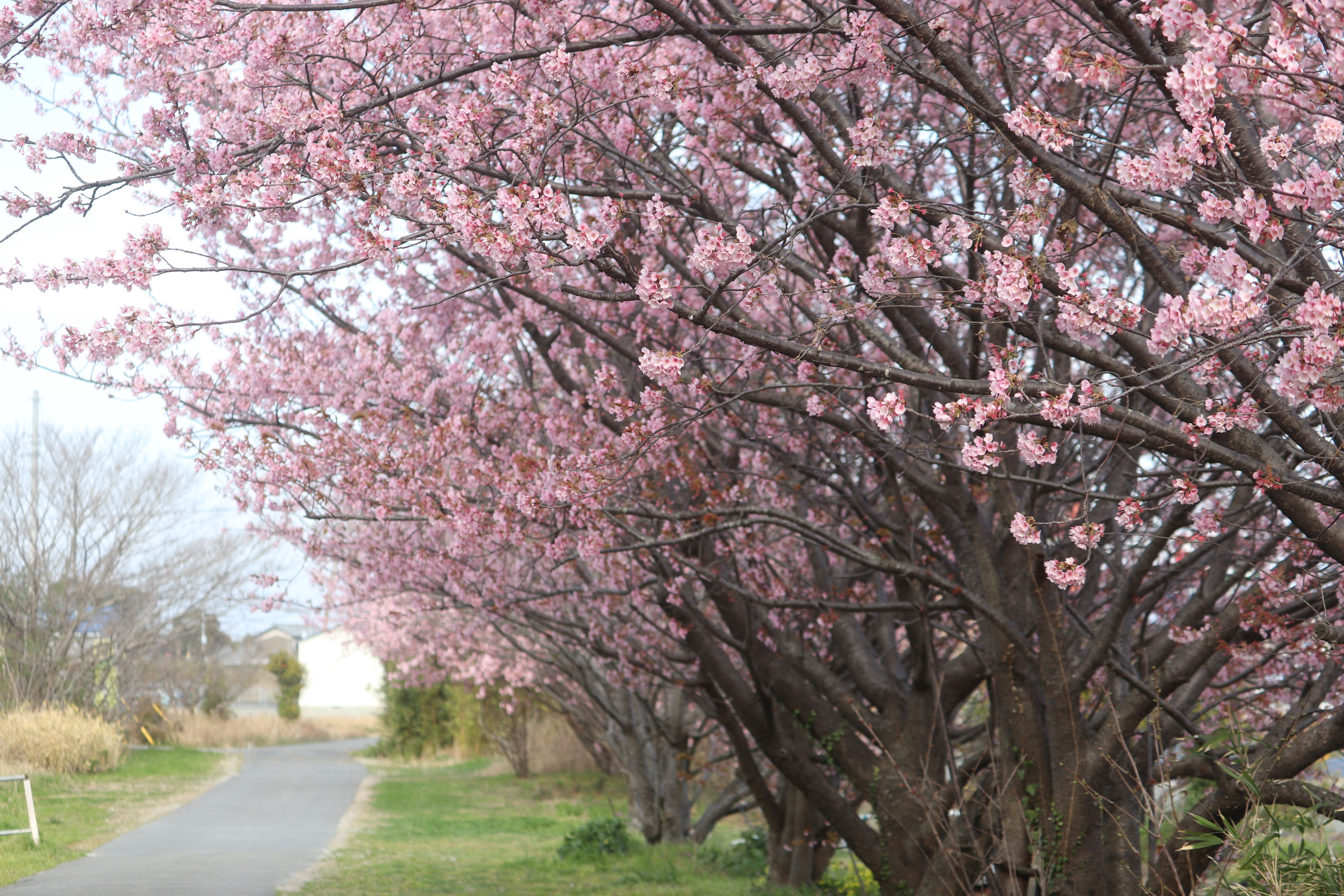 道端の桜の花。