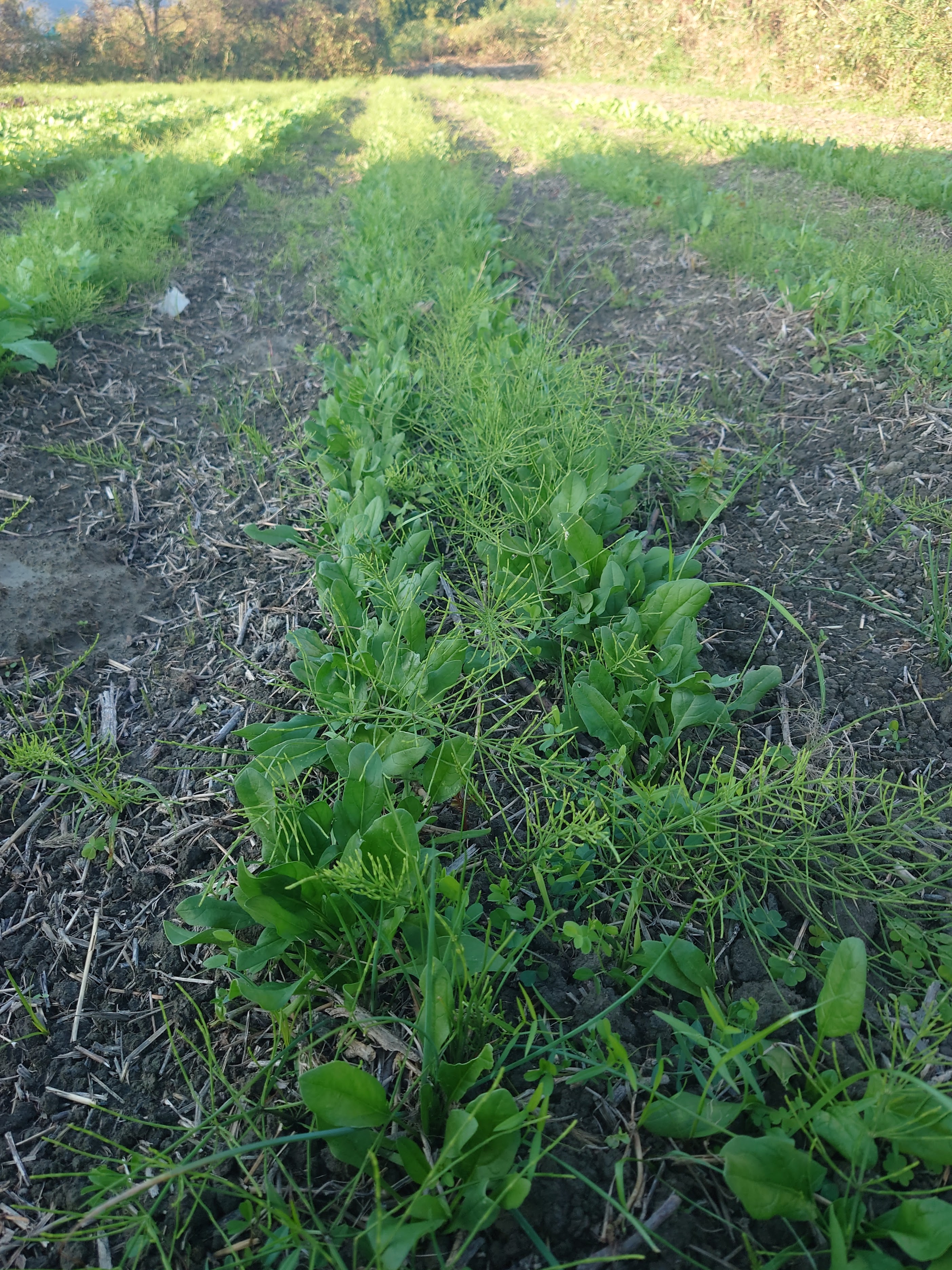 ほうれん草の成長。