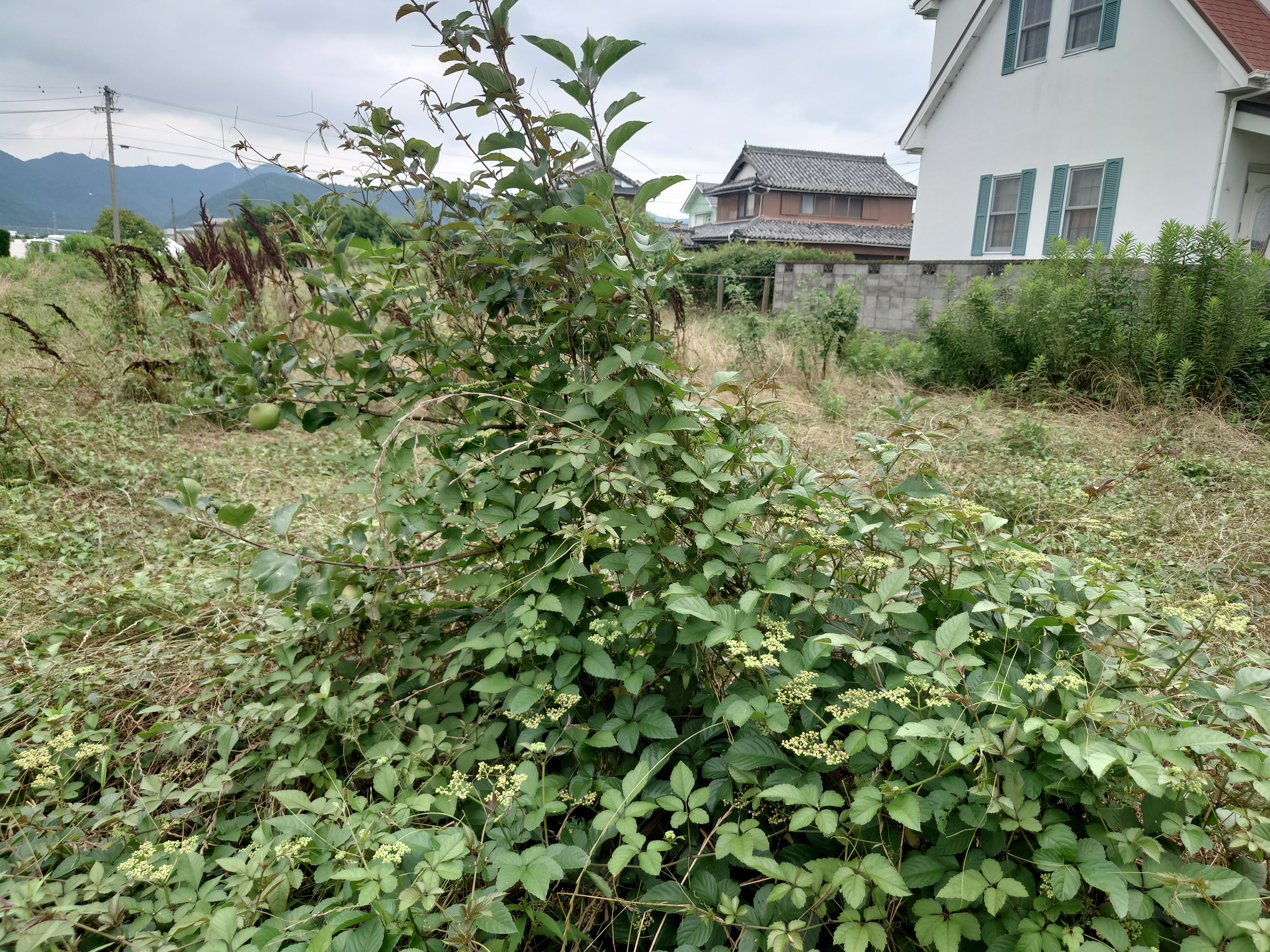 りんごの草取り。
