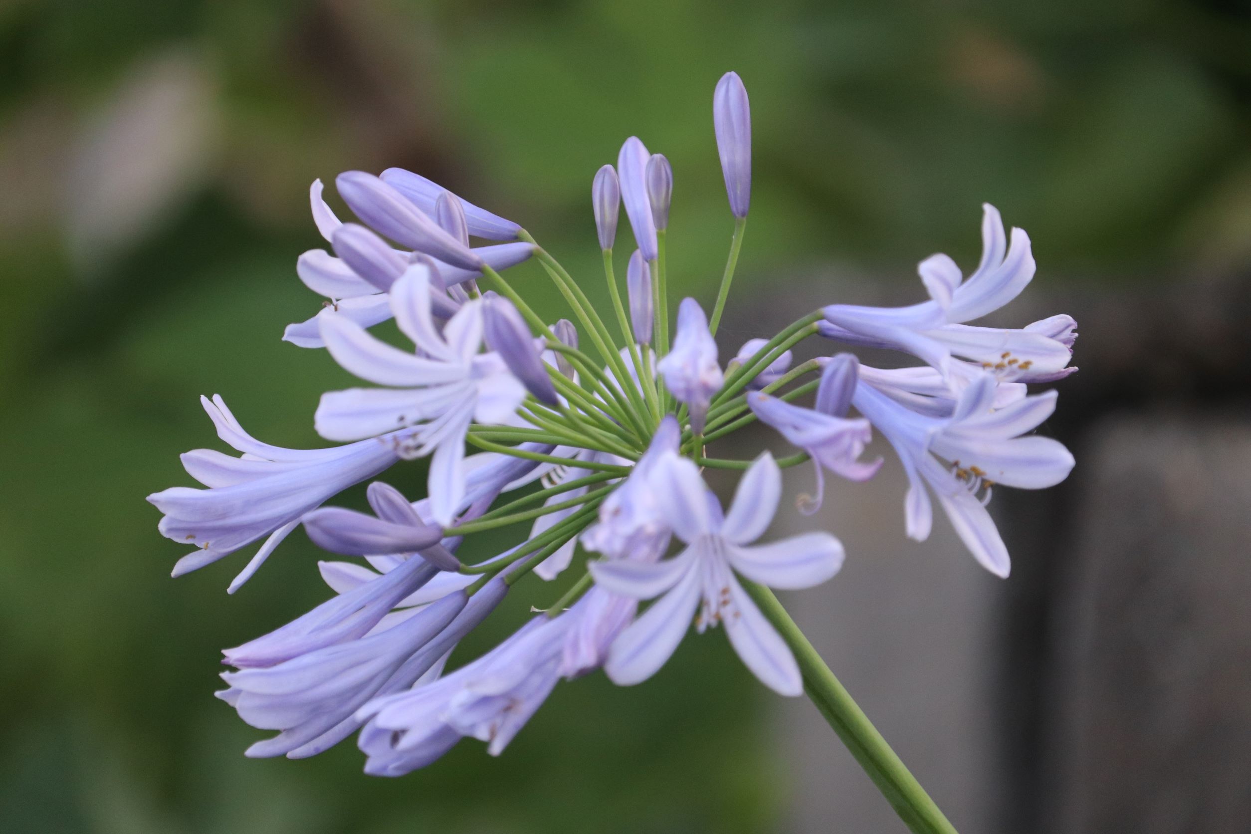 花。