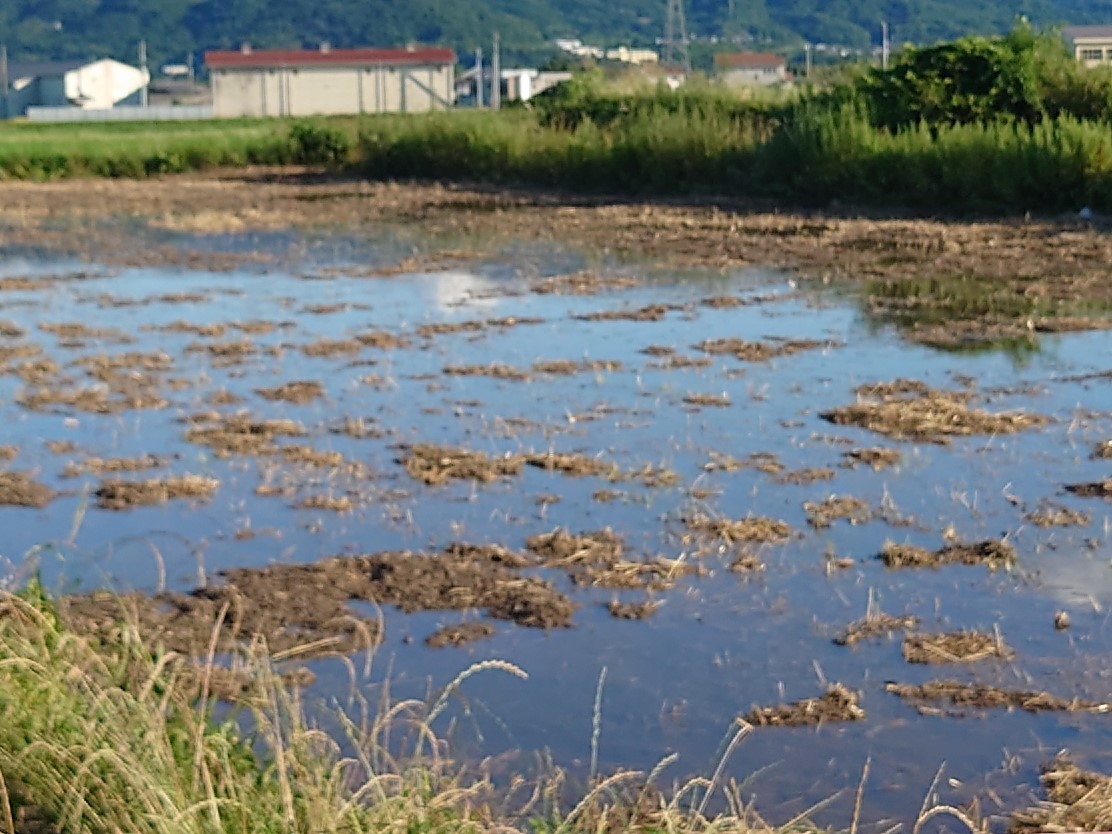 畑の水没。