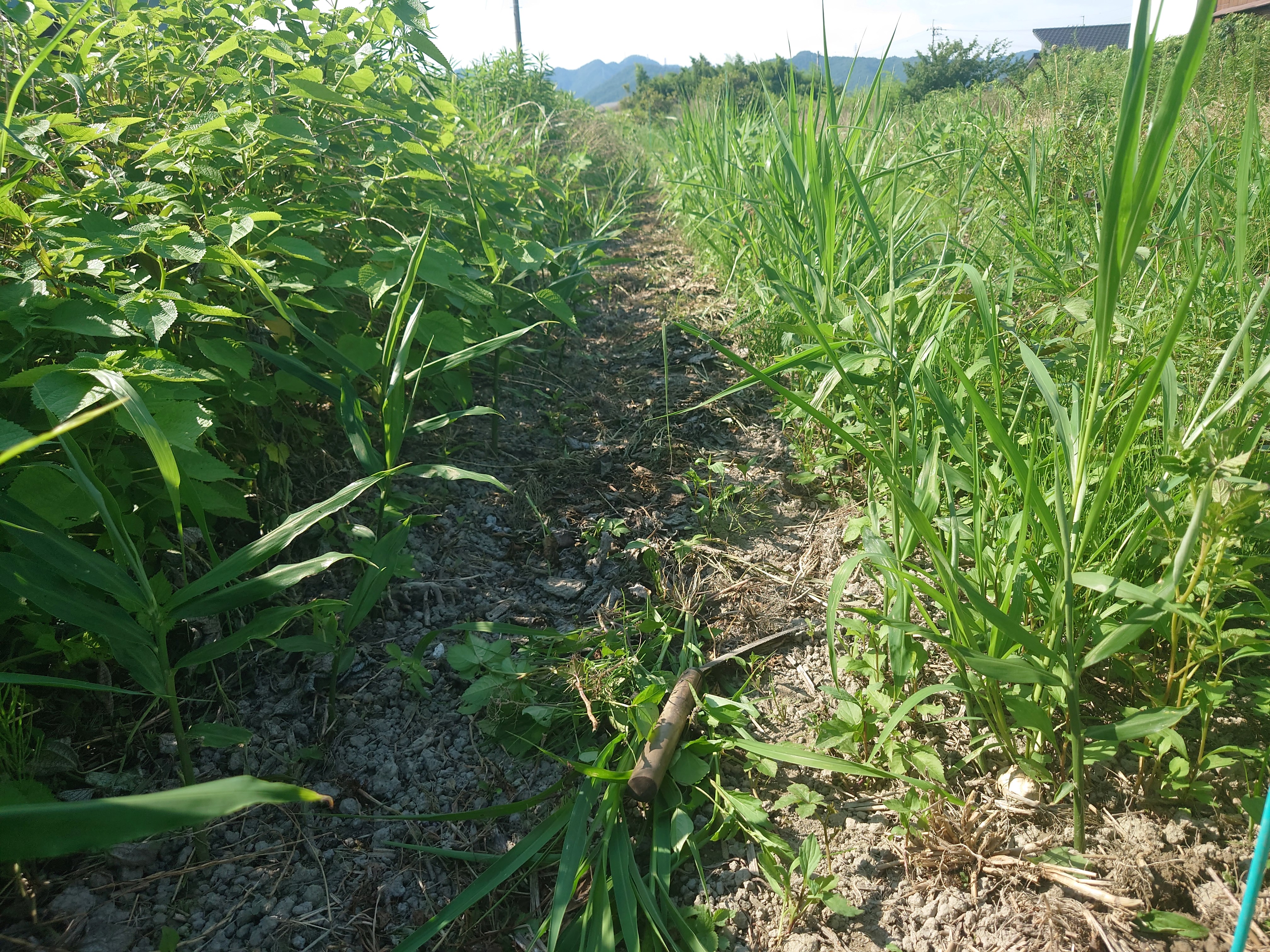 生姜の草抜き。