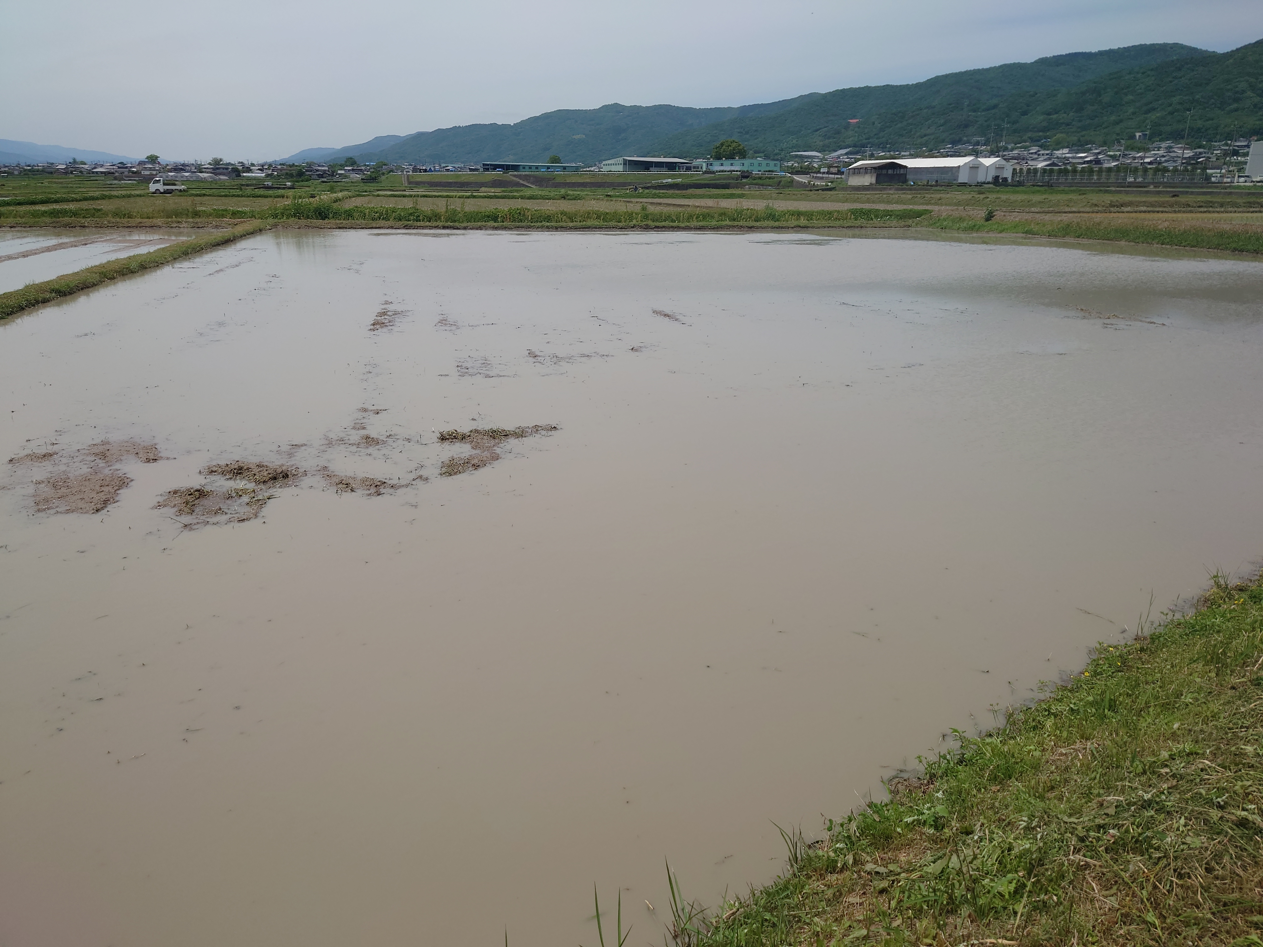 田植え。